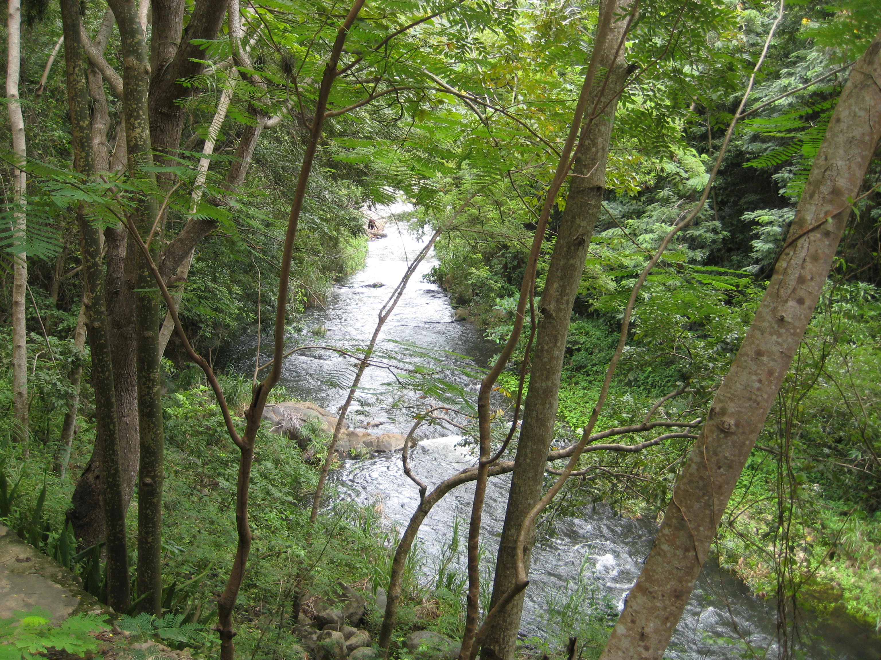 A small river flows through a dense, green forest with trees framing the view on both sides.
