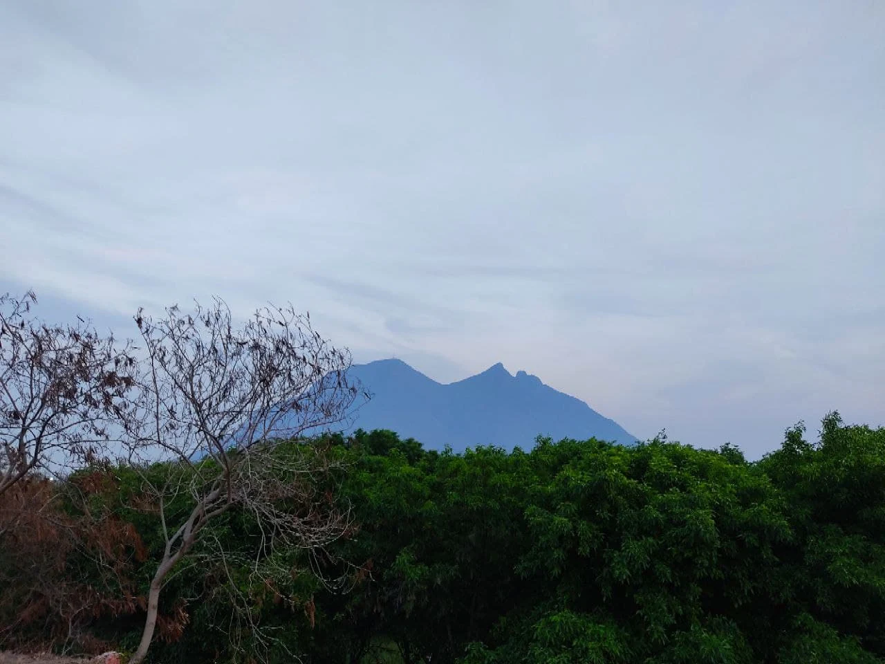 A distant, saddle-shaped mountain peak against a light, overcast sky, viewed over a foreground of dense green trees and a leafless tree on the left.
