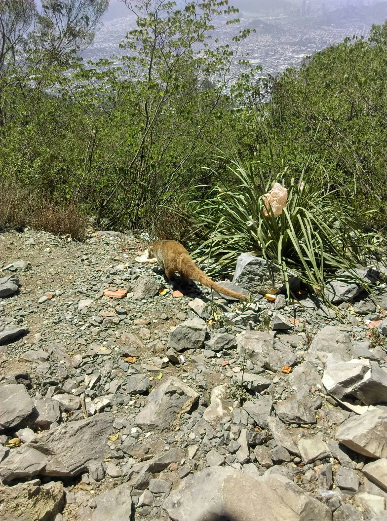 A coati, a small mammal with a long tail, walking on a rocky path with green bushes and a blurred city landscape in the background.