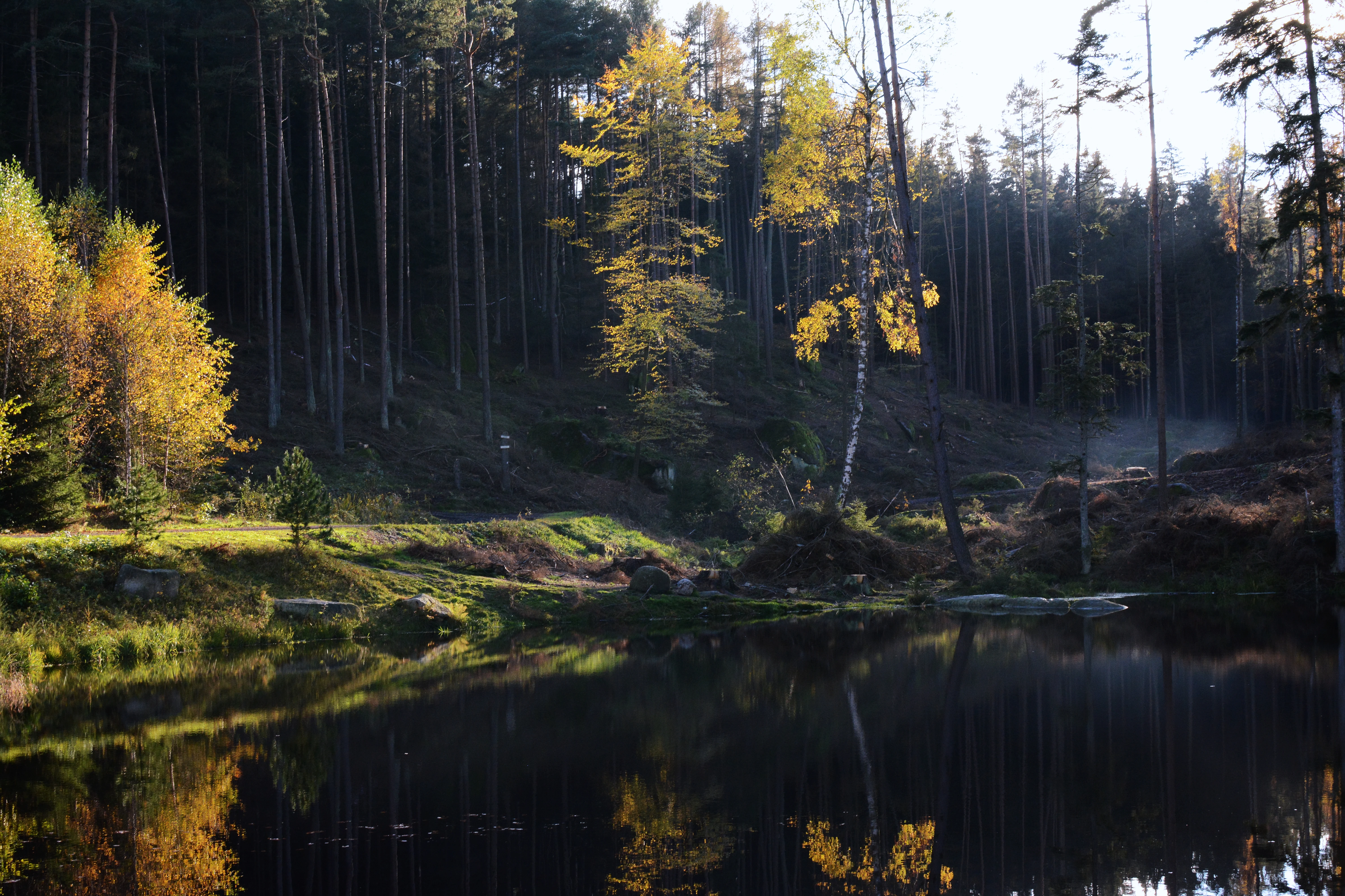 A calm, dark pond reflecting the surrounding forest and yellow autumn trees, set within a dense, shaded woodland area.