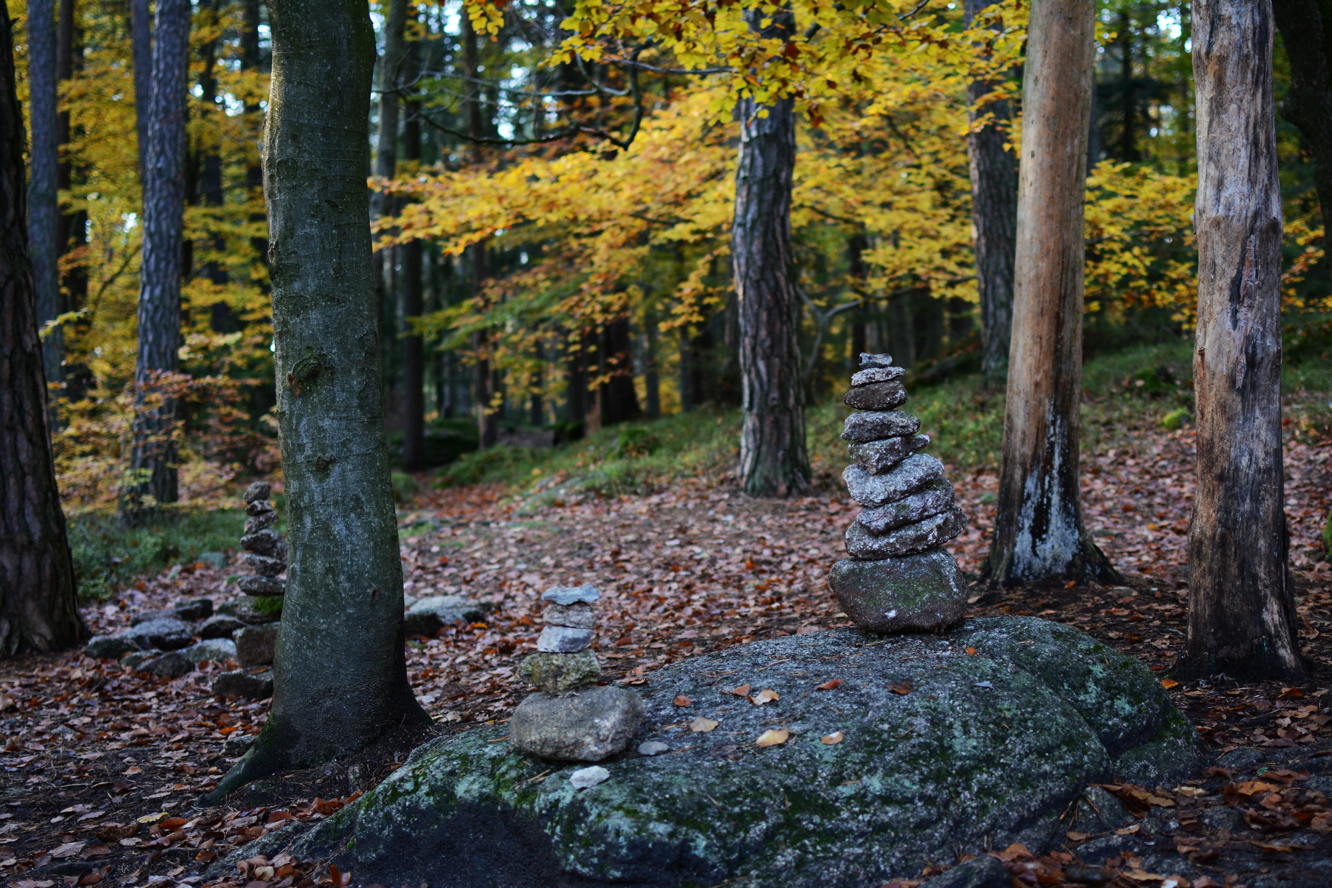 A forest scene in autumn with golden leaves and several cairns, or small stacks of stones, built on top of a large moss-covered boulder and on the forest floor.