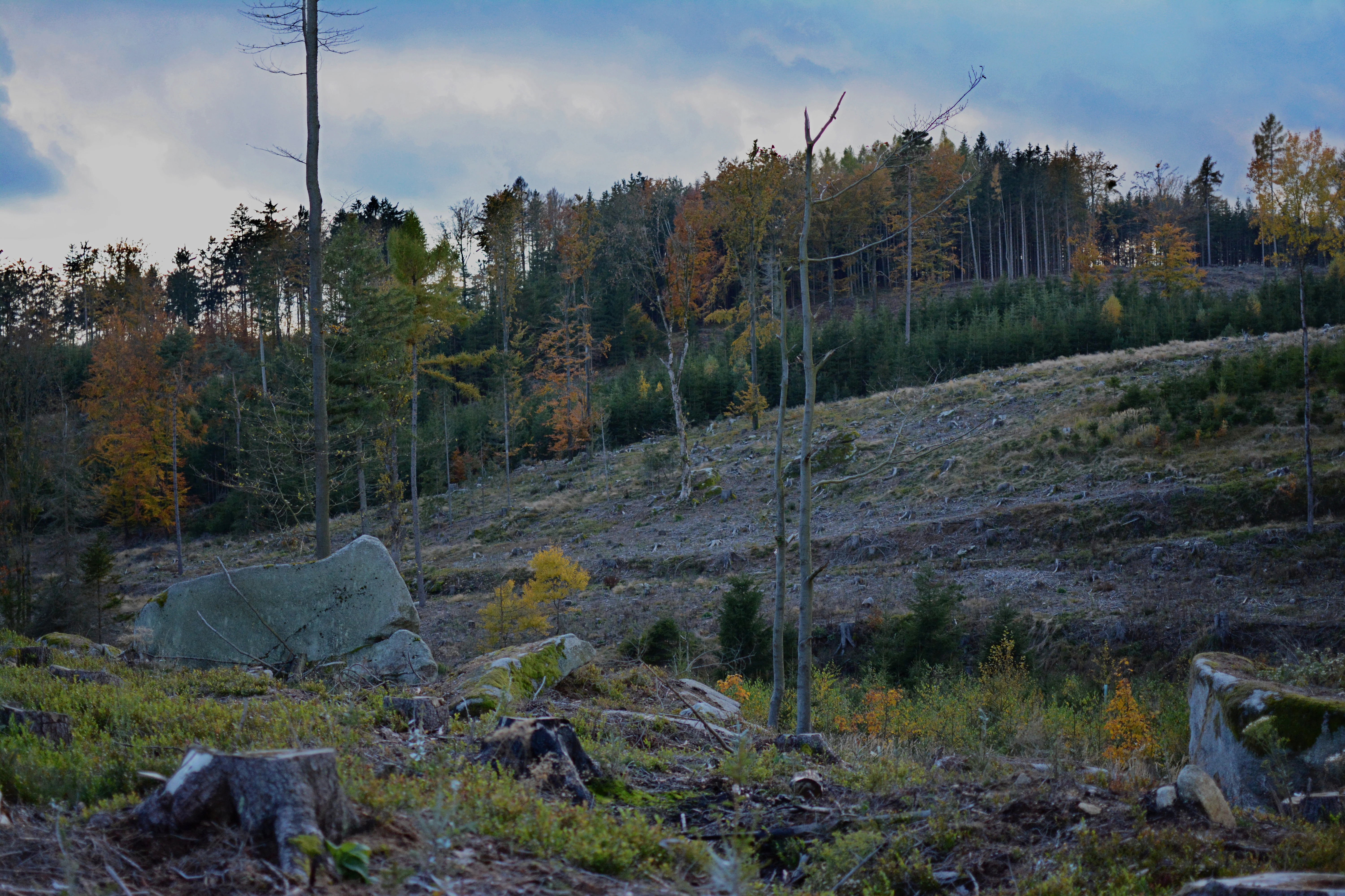 A landscape view of a partially cleared meadow with scattered boulders and tree stumps, transitioning into a forest on a hillside under a cloudy sky.