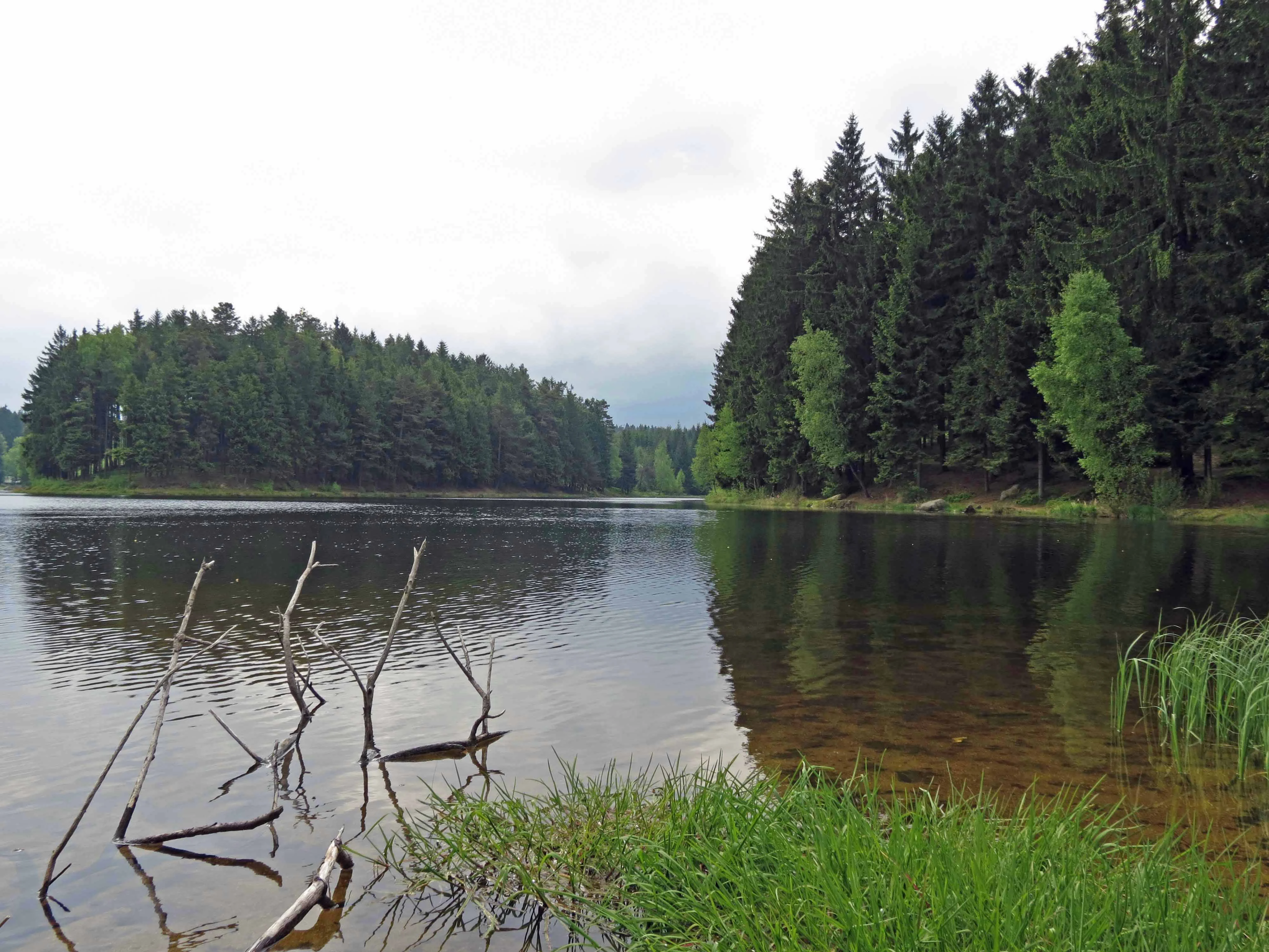 A wide, eye-level shot of a calm pond with dark water, edged by a lush green bank and deep pine forest under an overcast sky.