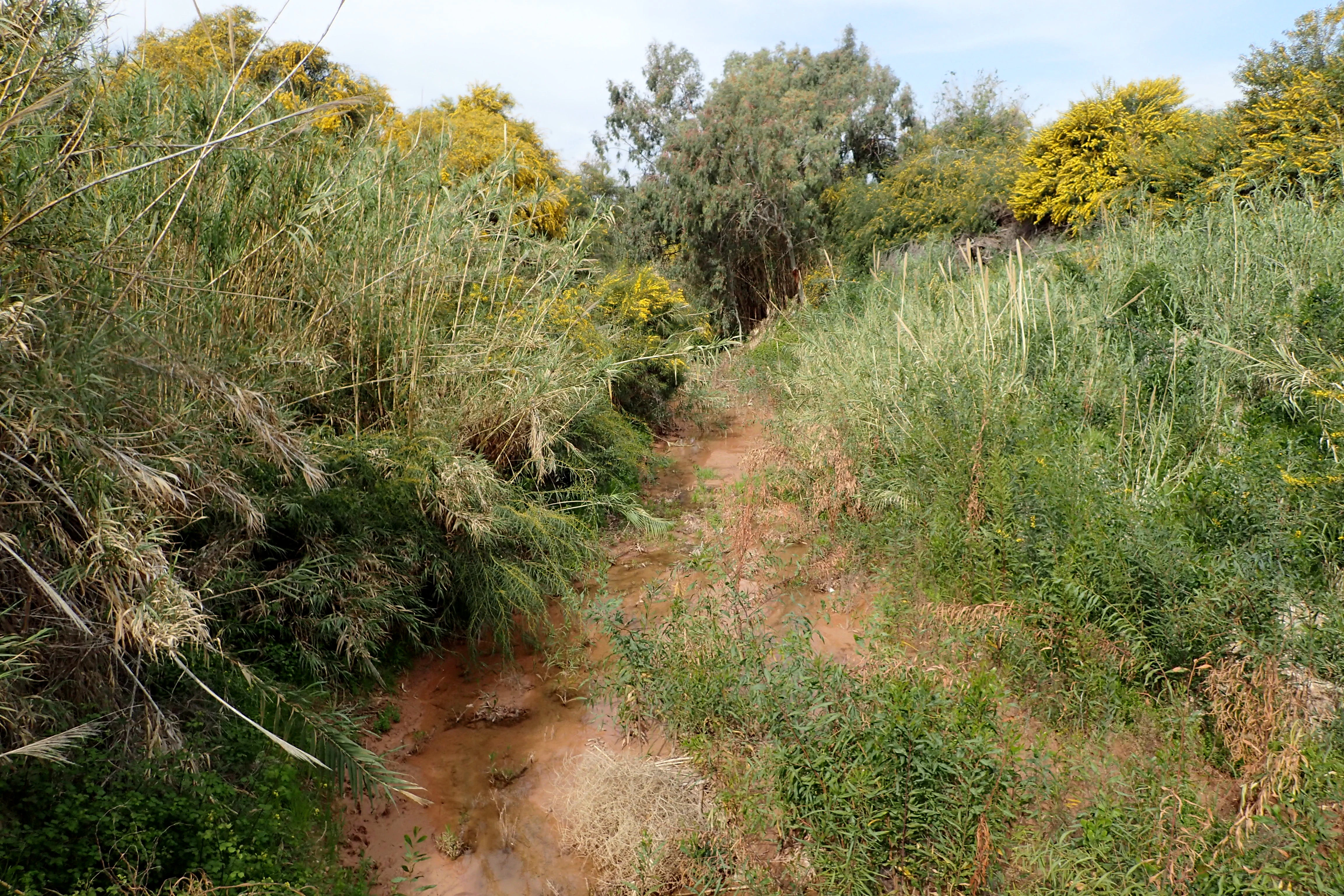 Dense green vegetation, including tall reeds, growing along a narrow, muddy riverbed in a valley, with trees and shrubs in the background.