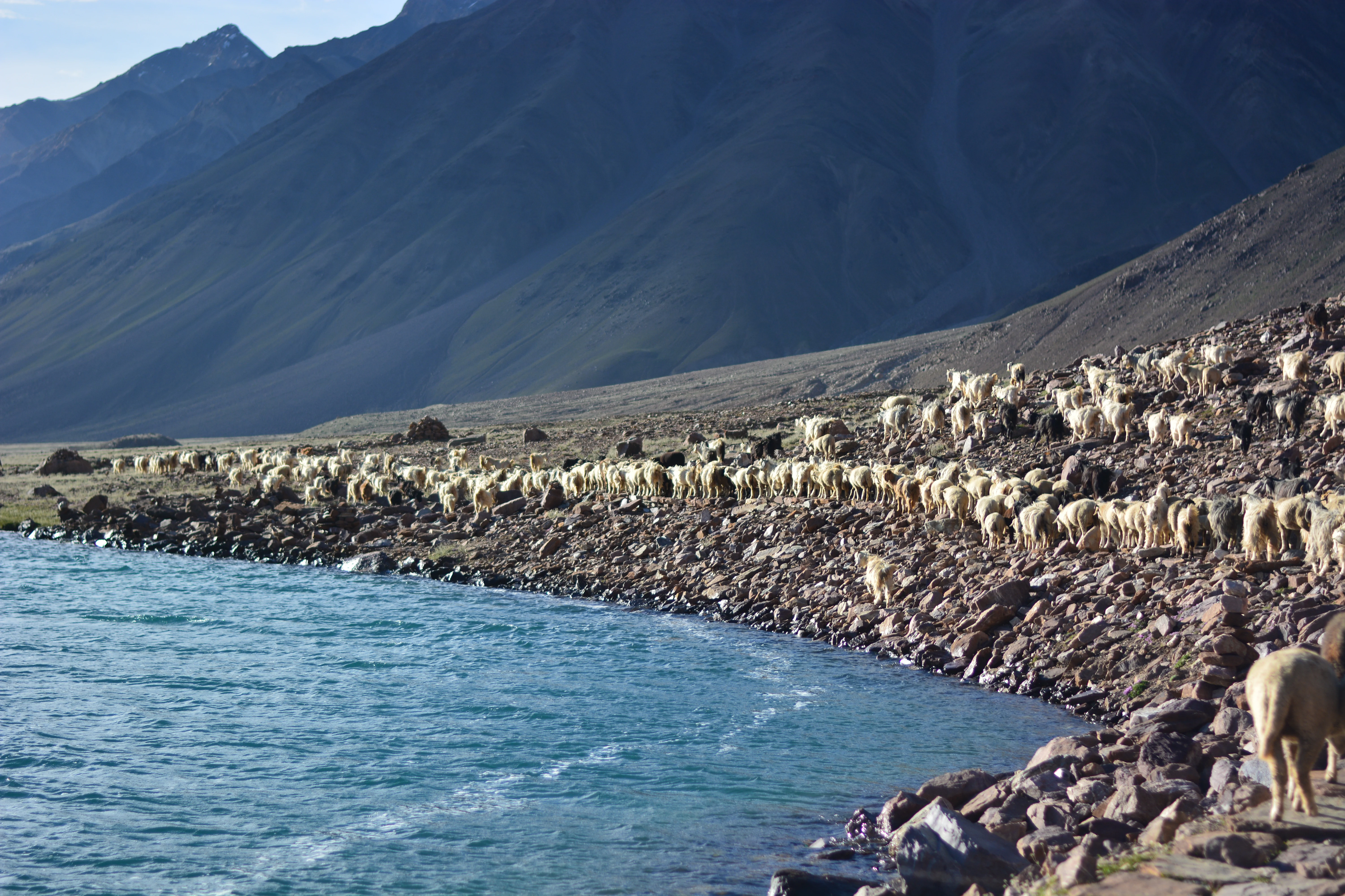 A wide view of a turquoise lake edged by a rocky shoreline, with a large herd of white sheep grazing near the water; high, barren, dark mountains rise in the background under a clear sky.