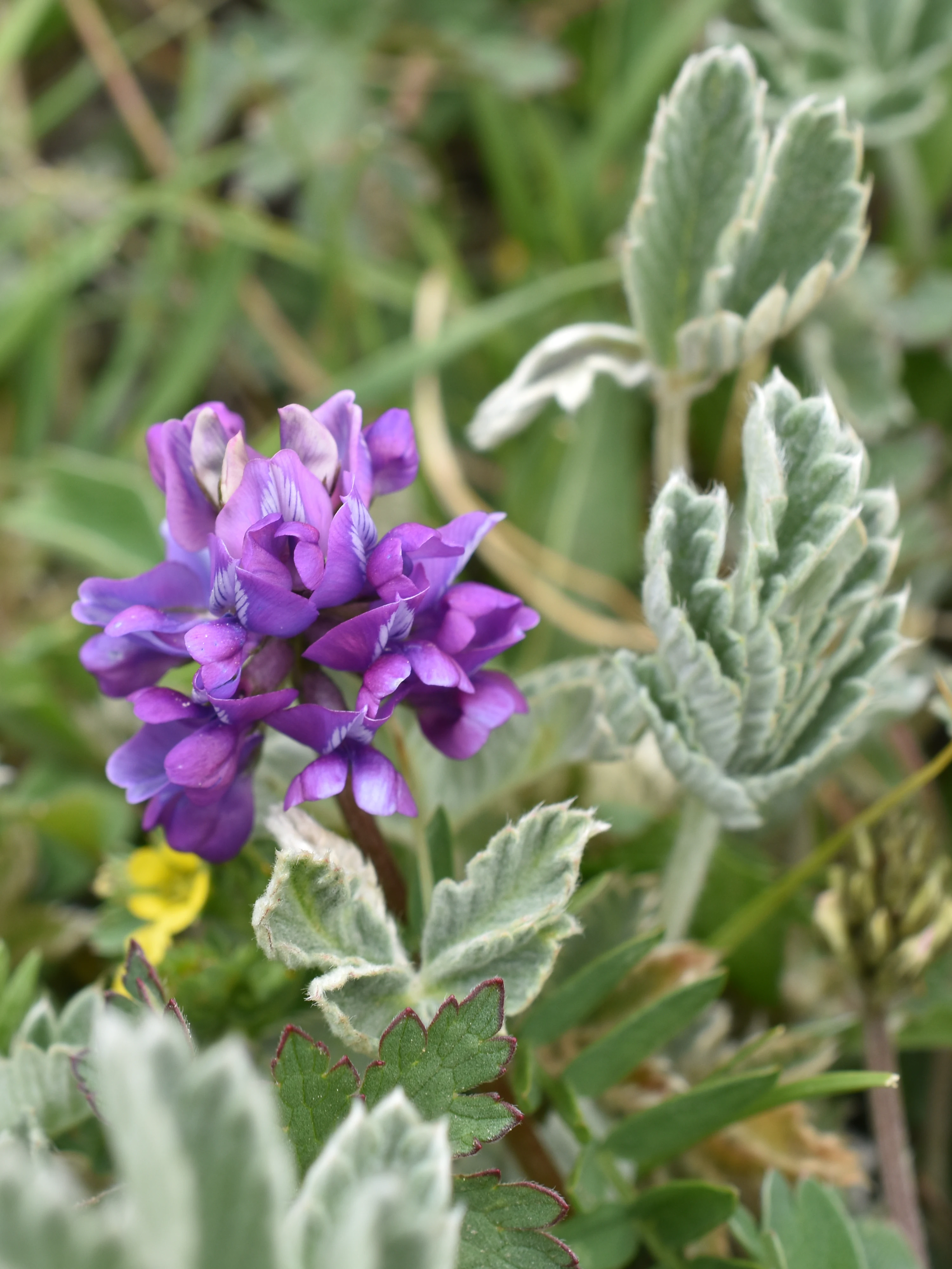 A close up view of a purple cluster of flowers with silver green, textured leaves in a high altitude meadow.