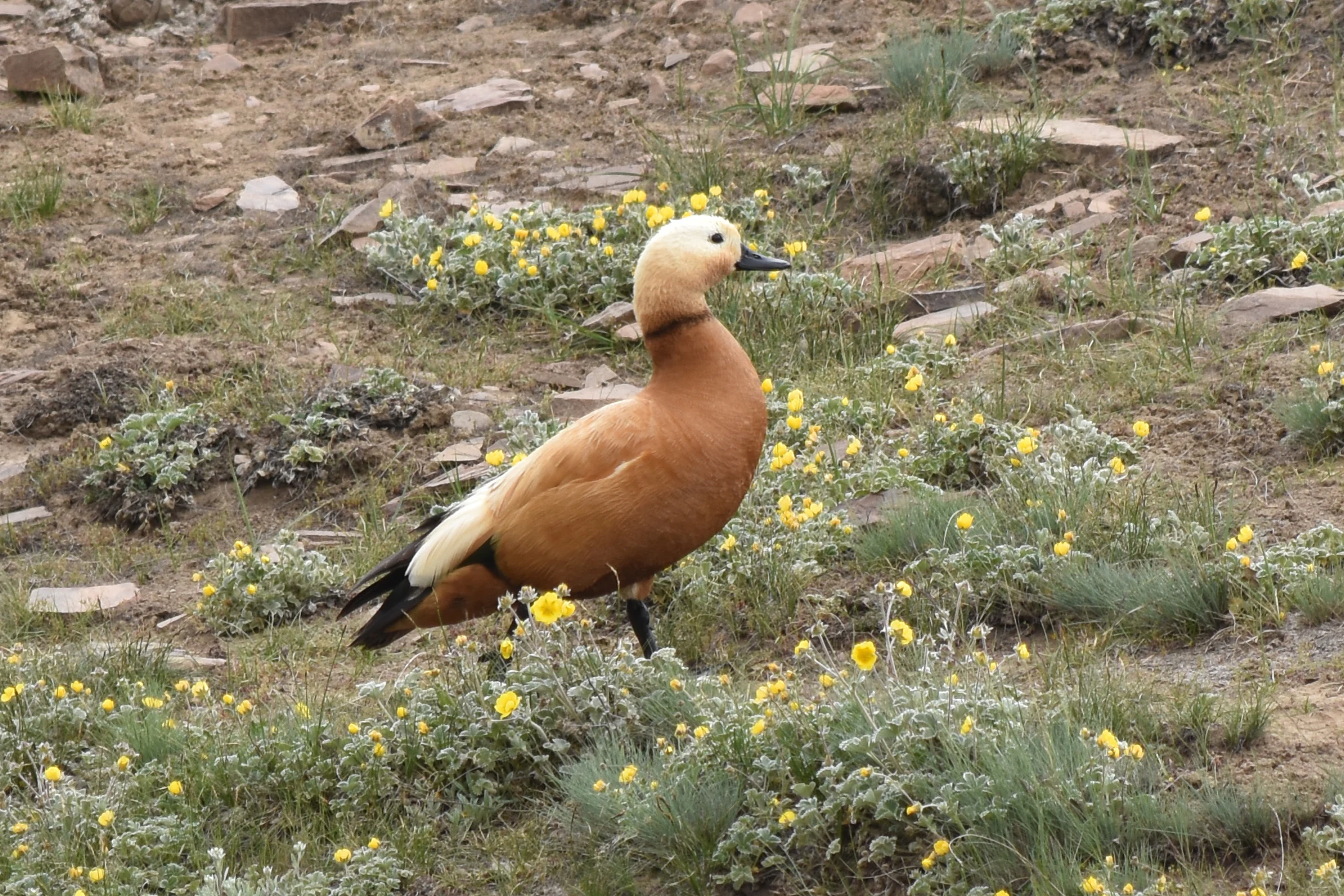 A Ruddy Shelduck with orange feathers and a light head standing on a rocky hillside covered with small yellow wildflowers.