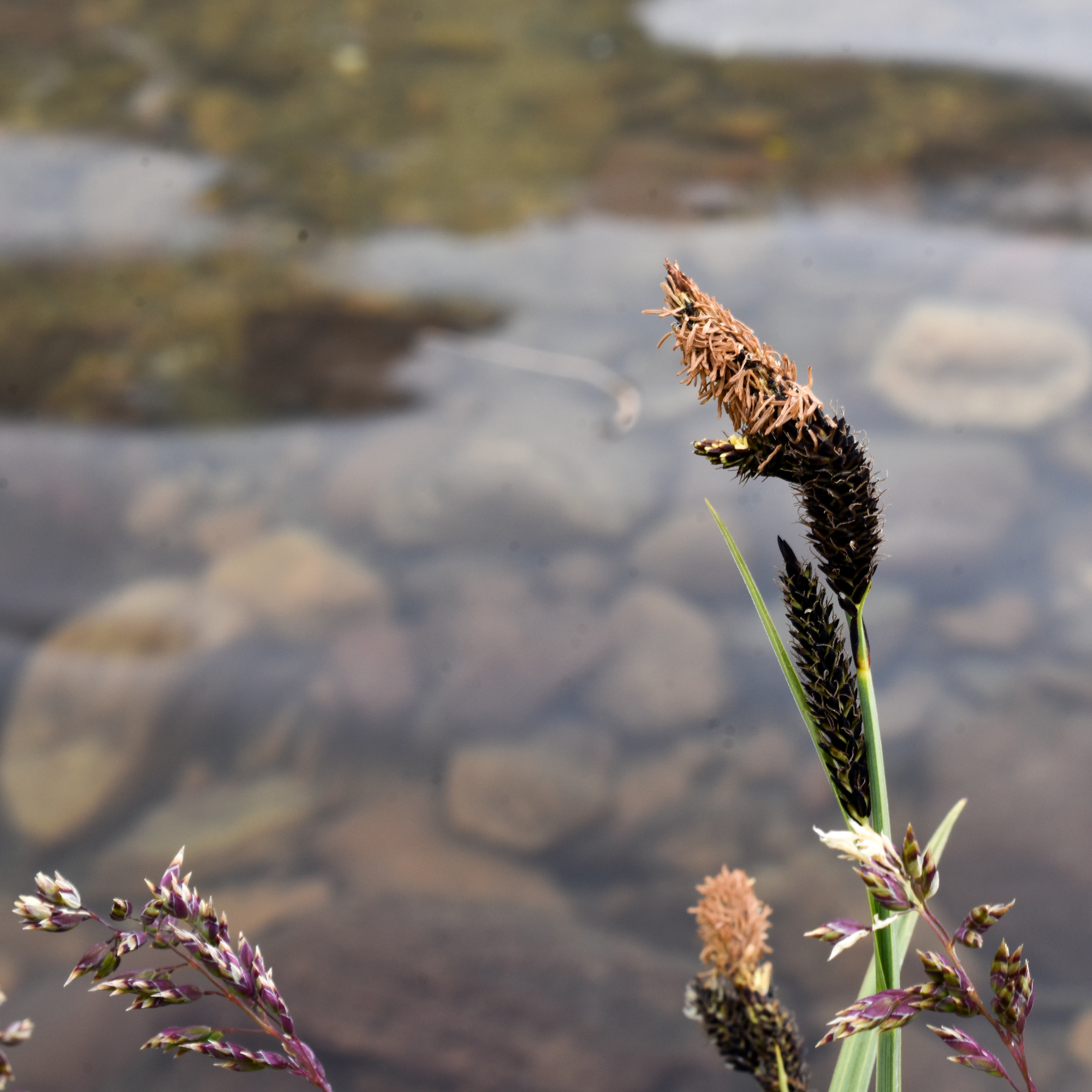 Close-up of dark-tipped alpine grass seed heads and delicate purple wildflower clusters against a soft-focus background of shallow, rocky lake water.