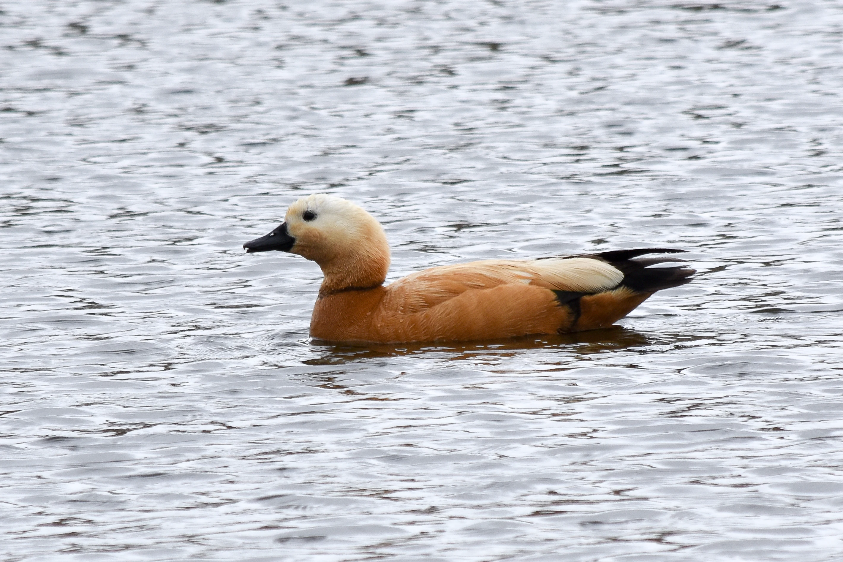 A side profile of a single ruddy shelduck with brownish-orange plumage and a pale head, swimming in calm water.