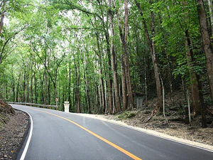A smooth asphalt road curves through a dense, tall forest of mature trees in Changa Manga.
