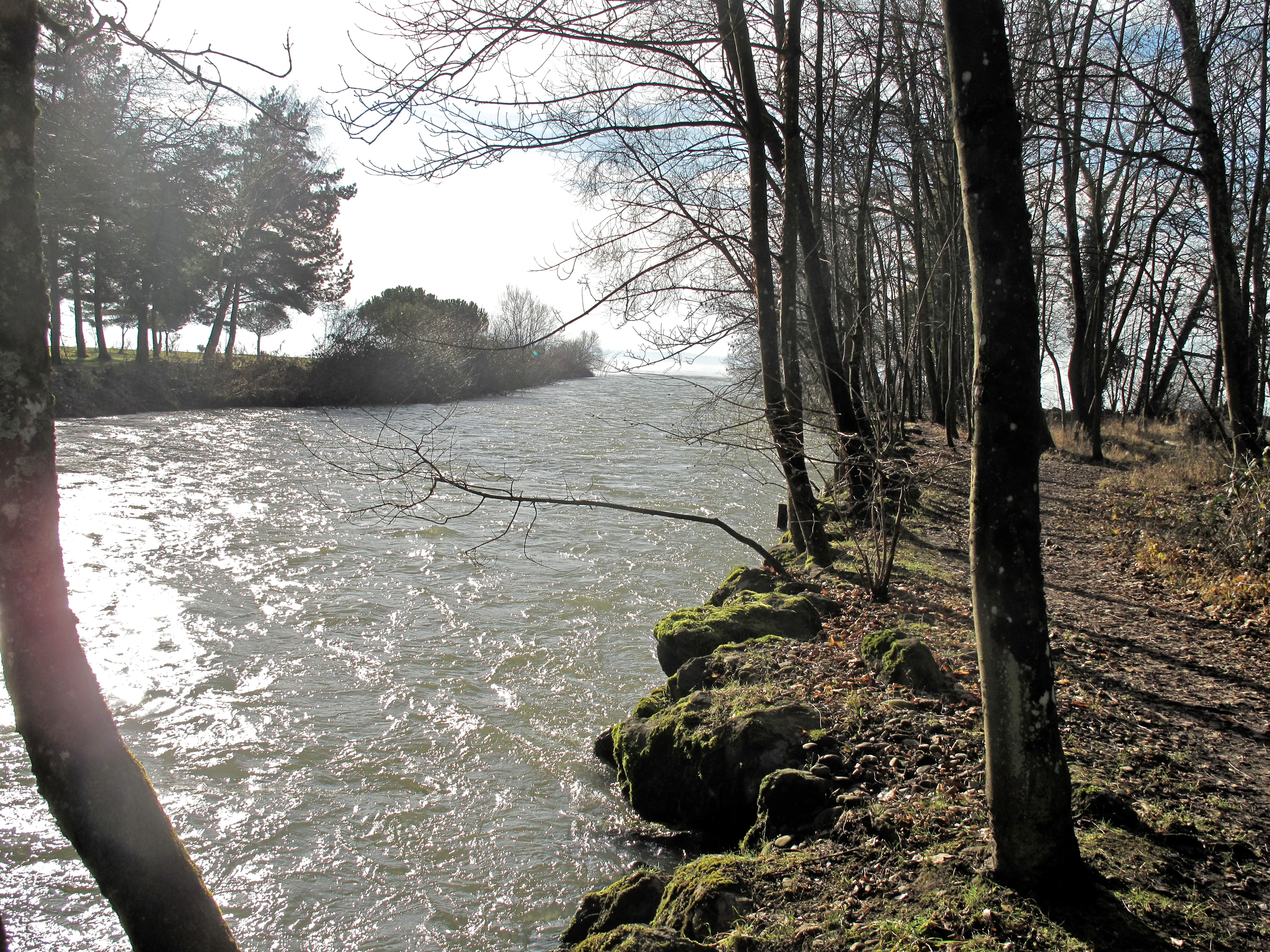A view of the Aubonne River flowing past a tree-lined bank with mossy rocks, leading towards the horizon of Lake Geneva.