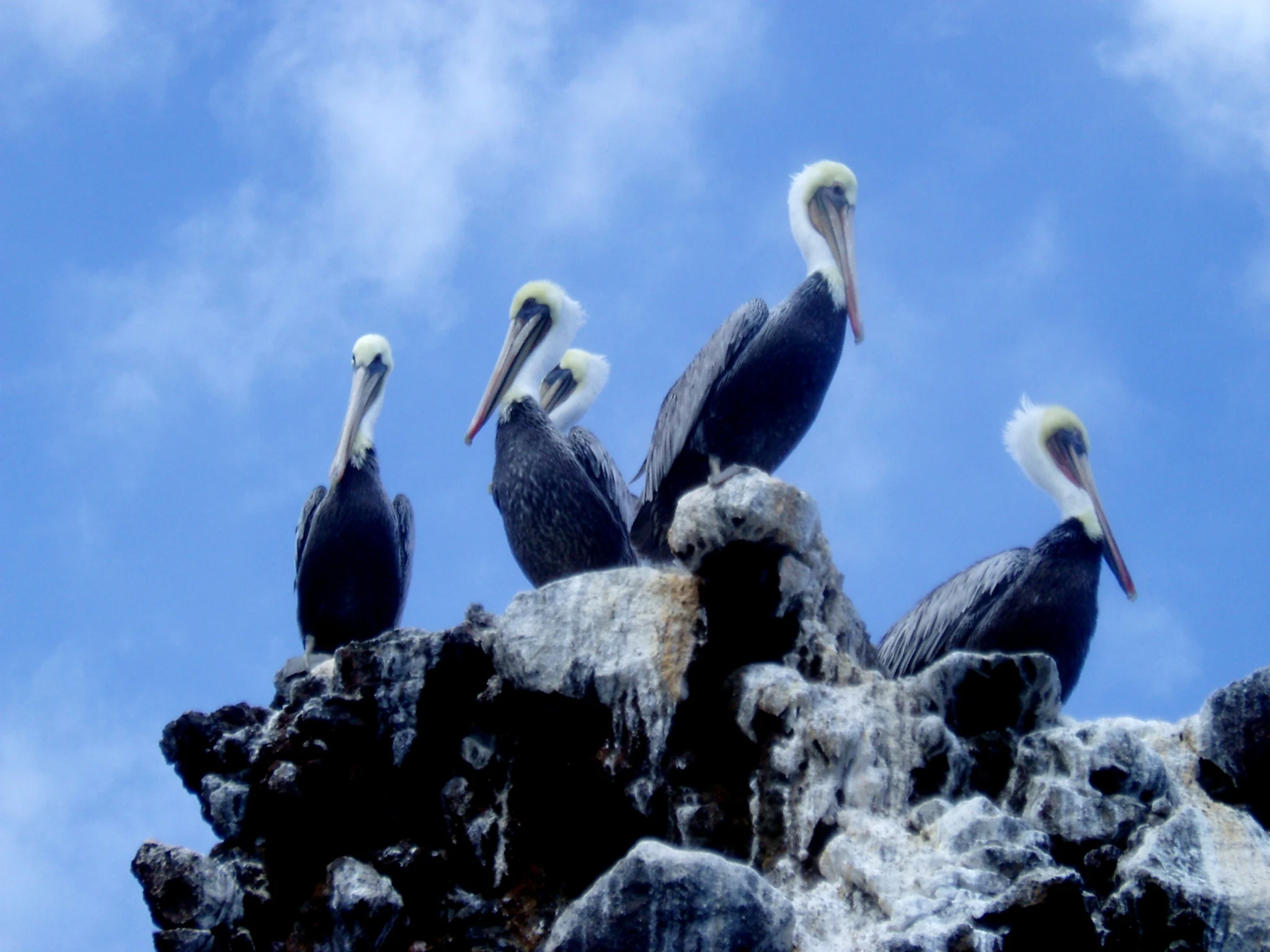 Four brown pelicans standing on a rocky, white-stained coastal cliff against a bright blue sky.