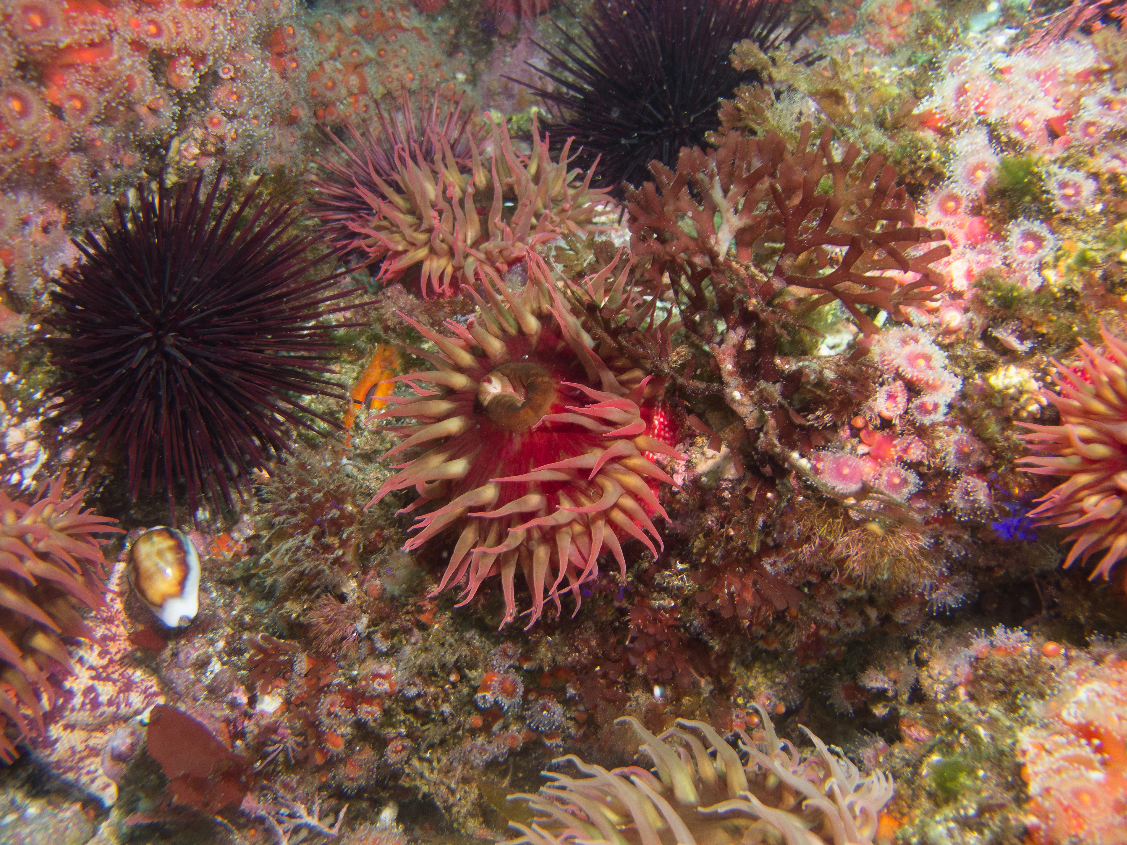 An underwater close-up shot of a rocky reef covered in various sea creatures, including spiky black sea urchins and several reddish-pink sea anemones.