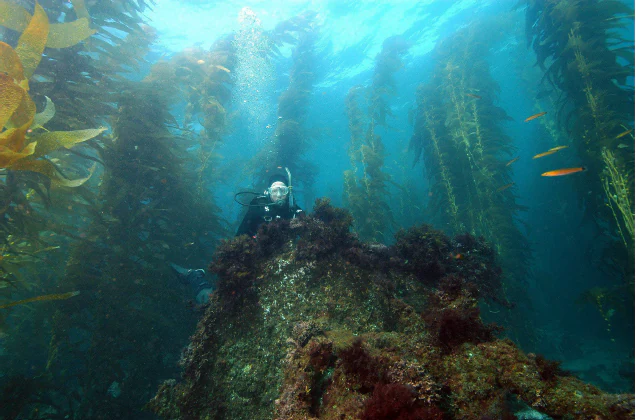 An underwater view of a scuba diver swimming near a rocky outcrop surrounded by tall, dense kelp forest.