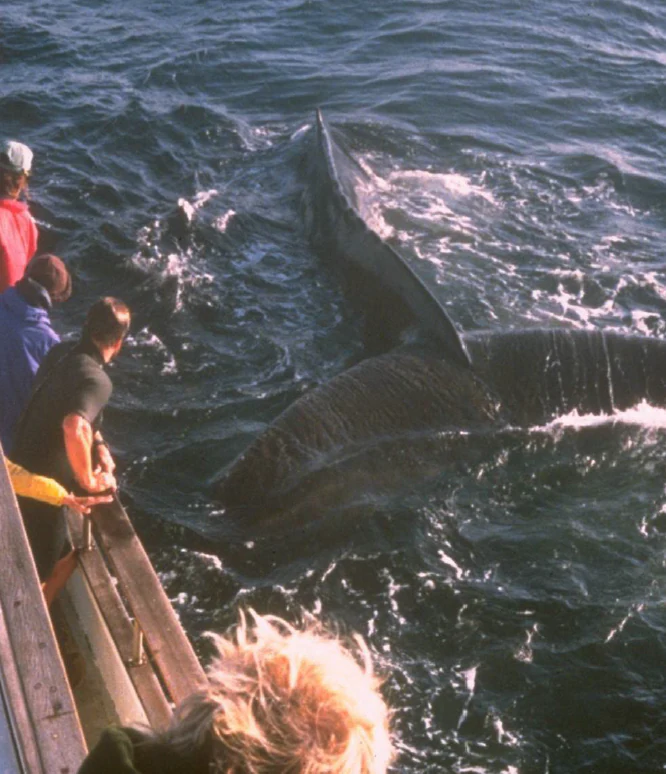 A humpback whale tail fluke breaking the water surface near the side of a tour boat with passengers looking on.