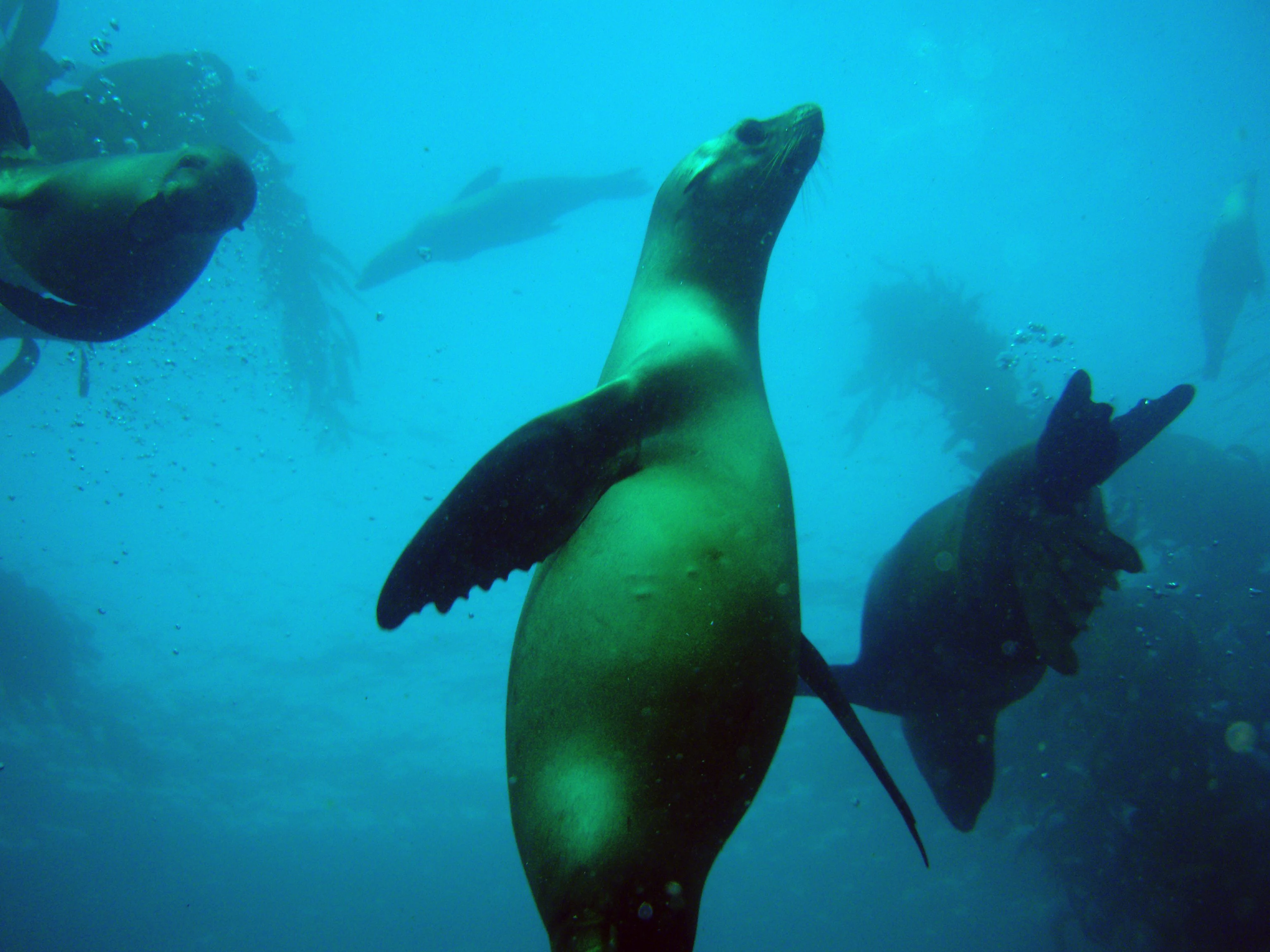 Underwater view of several California sea lions swimming among kelp fronds in clear blue water.