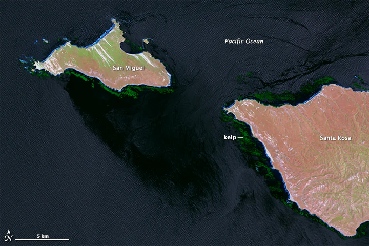 Satellite image showing San Miguel and Santa Rosa islands surrounded by dark green kelp beds in the Pacific Ocean, with labels indicating the locations of the islands and kelp.