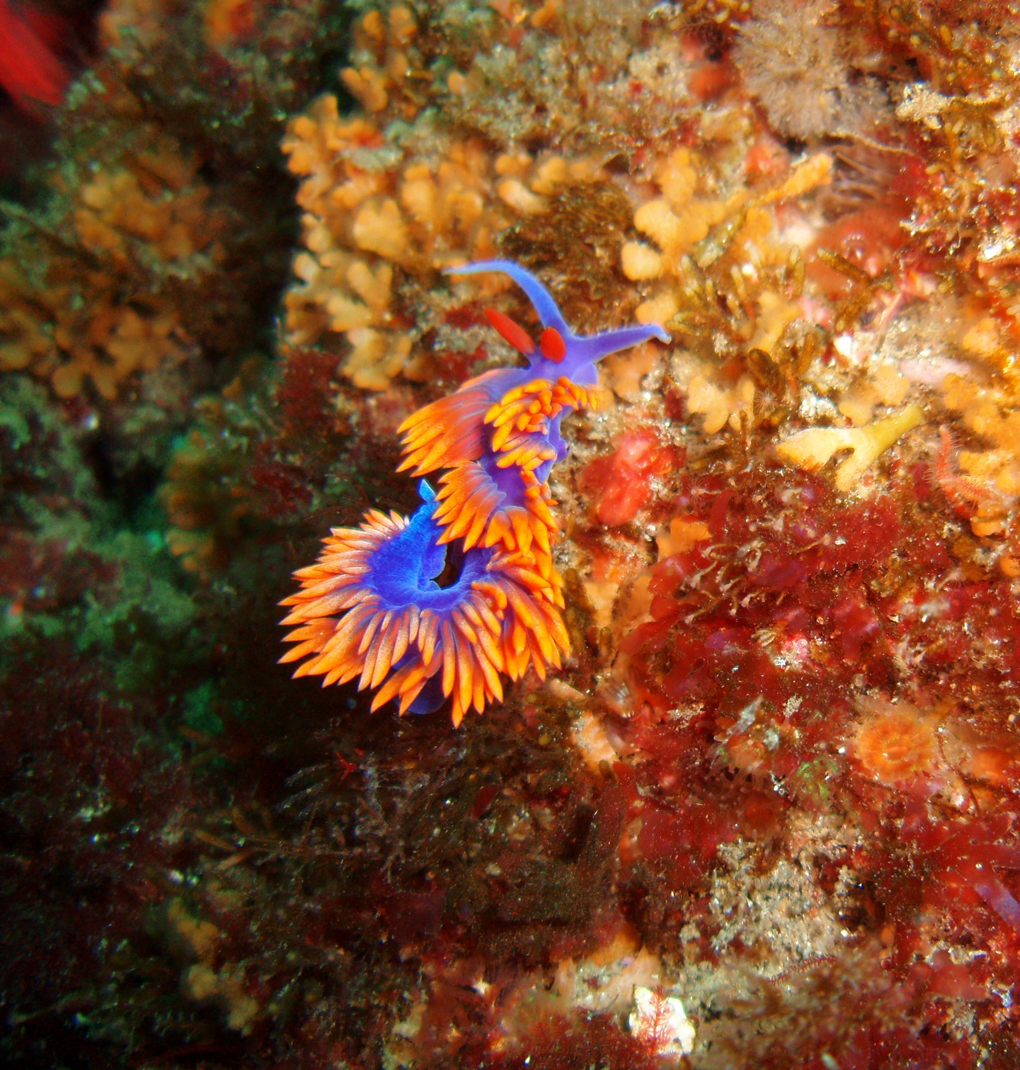 A close up view of a vibrant purple and orange Spanish shawl nudibranch on a colorful, textured reef surface under water.