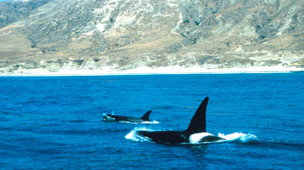 Two orcas, also known as killer whales, swimming in deep blue water near a coastal island with rocky cliffs in the background.