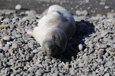 A northern elephant seal pup with light gray fur lying flat on a beach covered in smooth, gray pebbles.