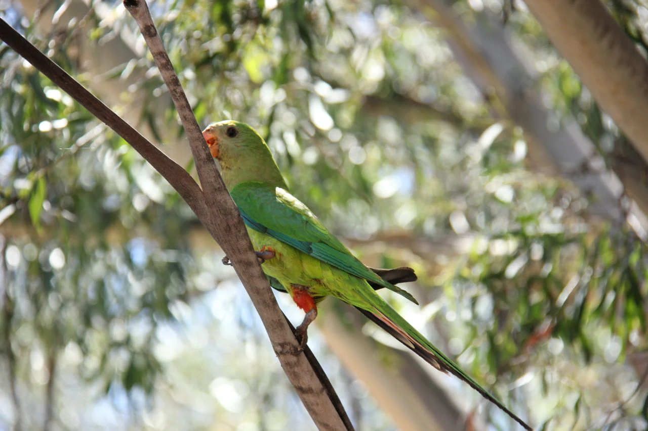 A green Superb Parrot with a bright orange beak and accents perched on a thin tree branch, surrounded by blurred eucalyptus leaves.