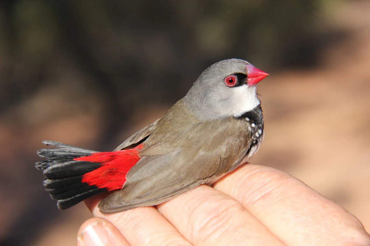 A small diamond firetail bird with a grey head, red beak, and bright red tail feathers resting on a human hand.