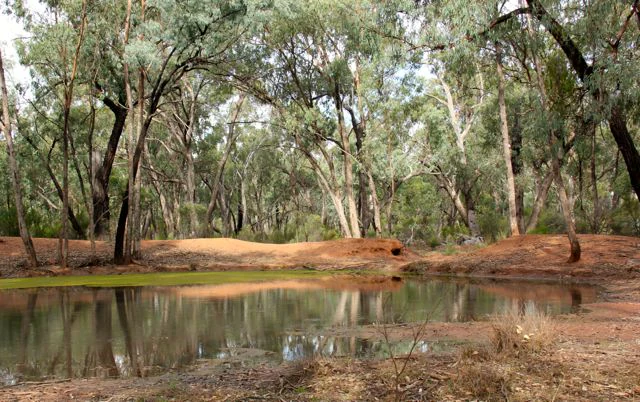 A small, still pond reflects the surrounding eucalyptus forest, with orange-tinted soil banks visible along the water edge.