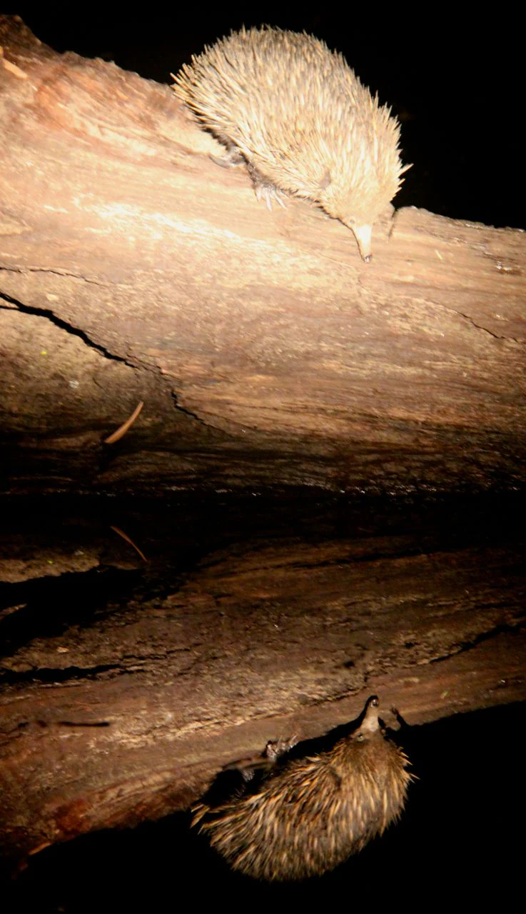 A short-beaked echidna walks along a fallen tree trunk at night, with its reflection visible in dark water below.