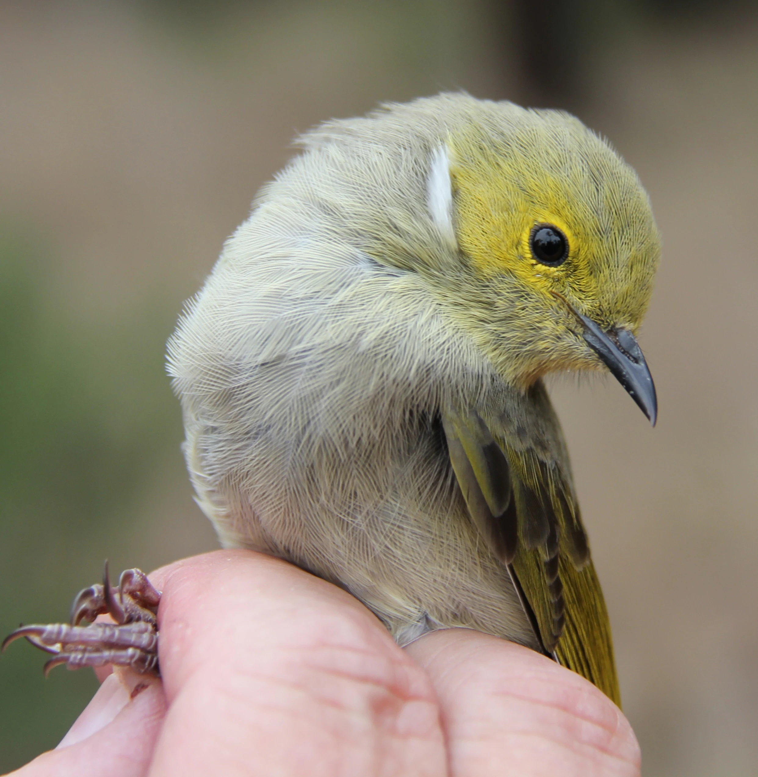 A close-up view of a small, olive-yellow White-plumed Honeyeater bird resting on a human hand.