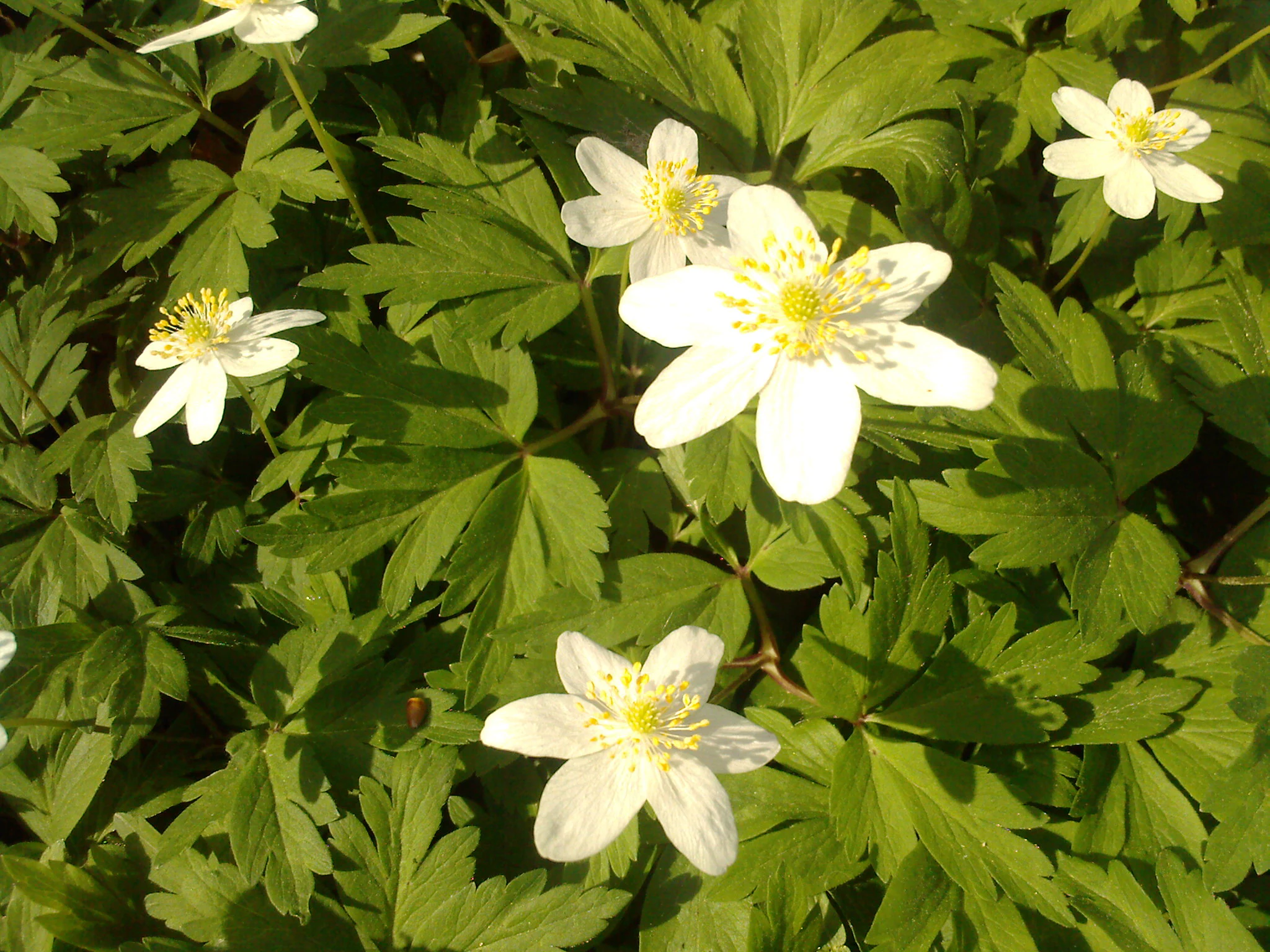 Close-up of white wood anemone flowers with yellow centers surrounded by green foliage