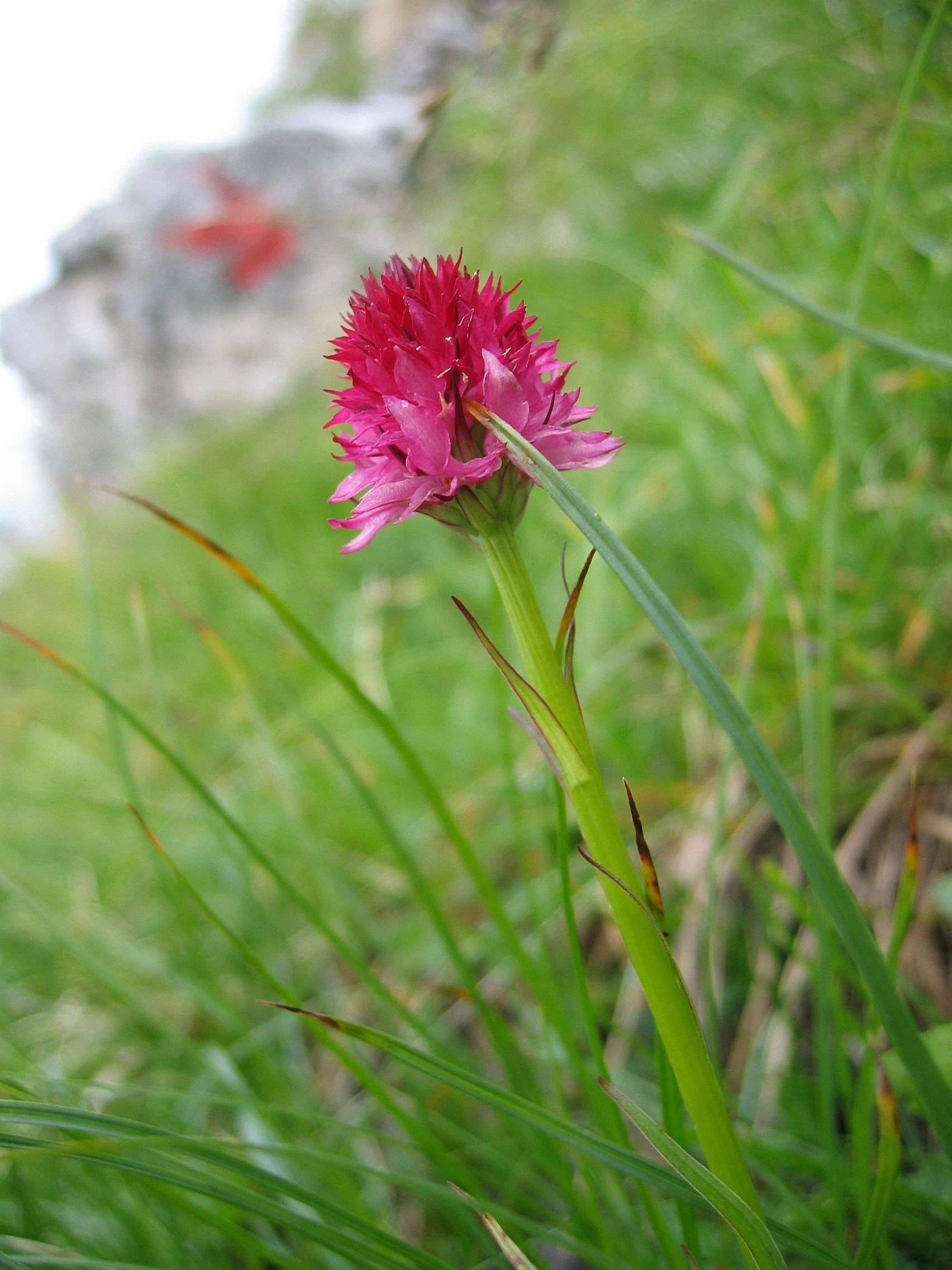 Pink Nigritella widderi orchid with spiky petals, green grass, and blurred rocky background