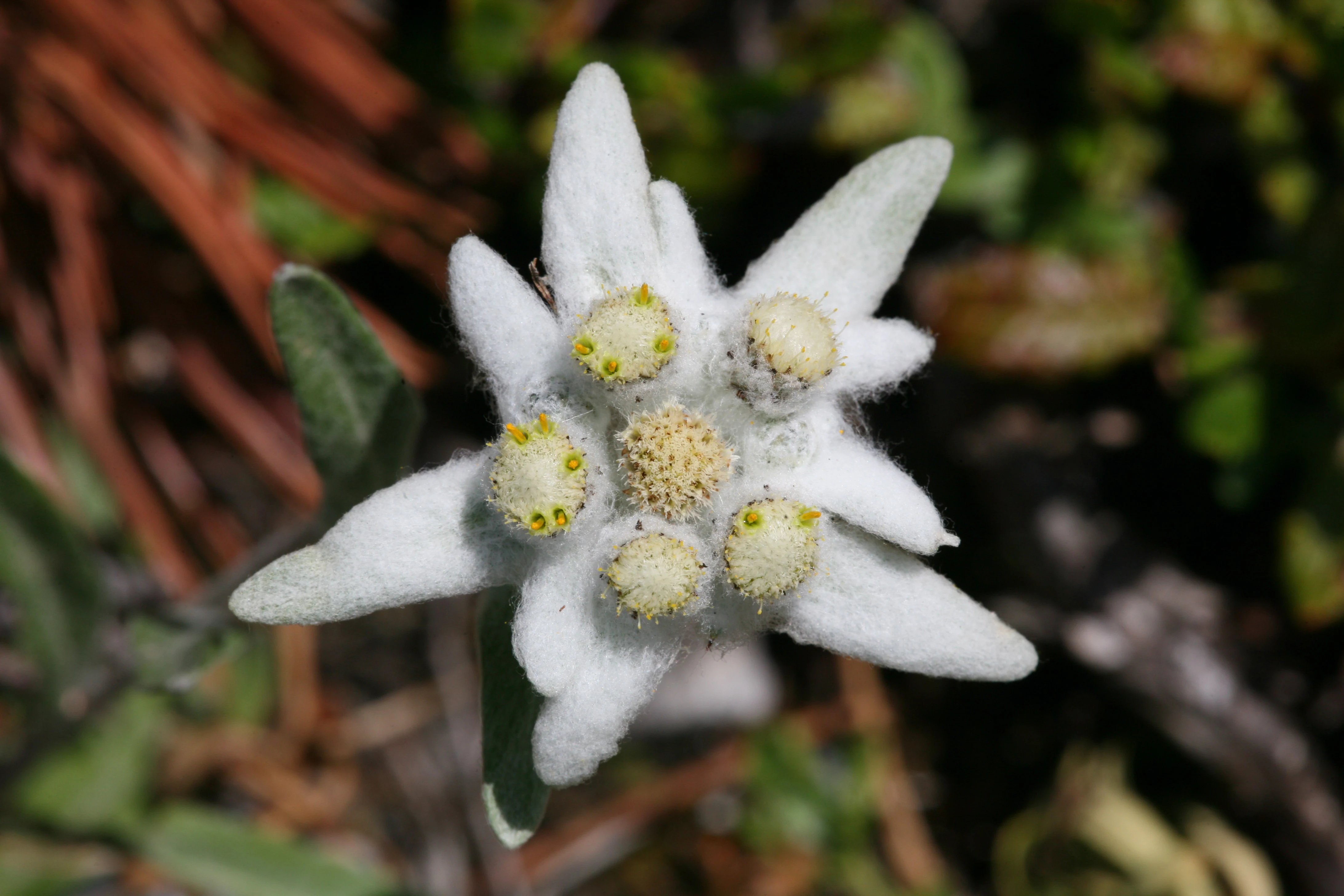 White edelweiss flower with five petals and yellow centers, surrounded by green leaves and brown pine needles