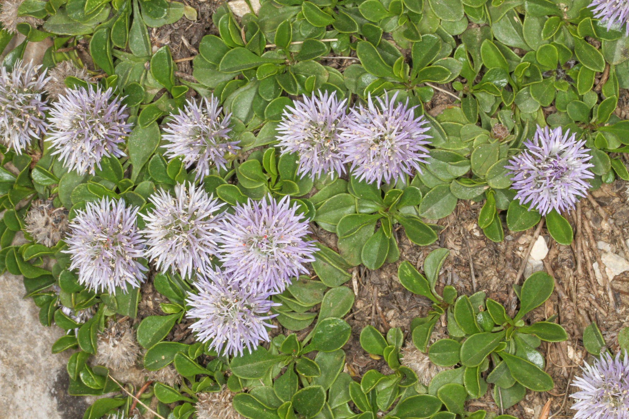 Un grupo de plantas de Globularia stygia con pequeñas cabezuelas florales esféricas de color púrpura claro y hojas verdes redondeadas, que crecen en suelo rocoso.