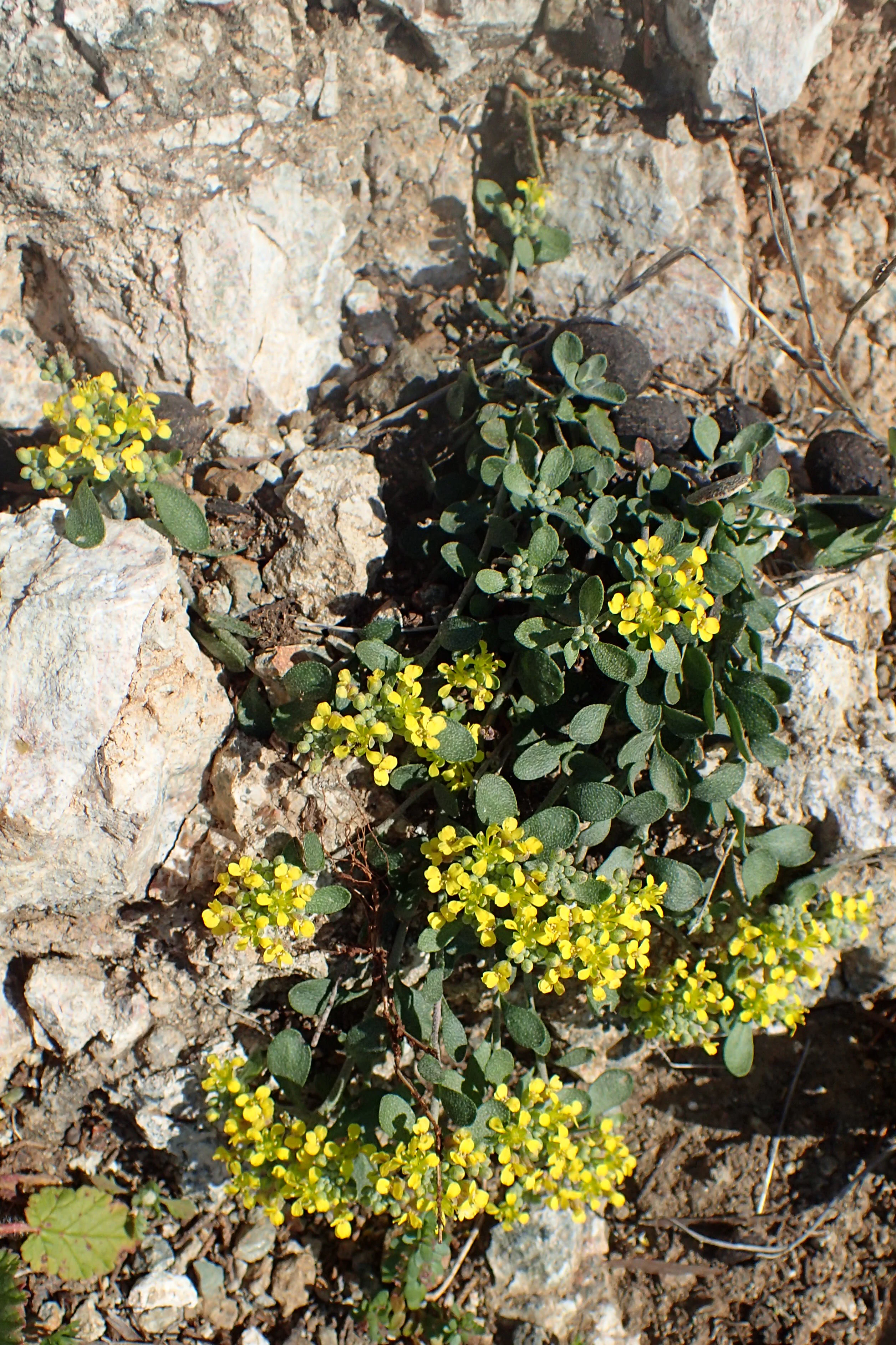 A cluster of Alyssum akamasicum with small bright yellow flowers and dull green leaves growing from a rocky crevice.
