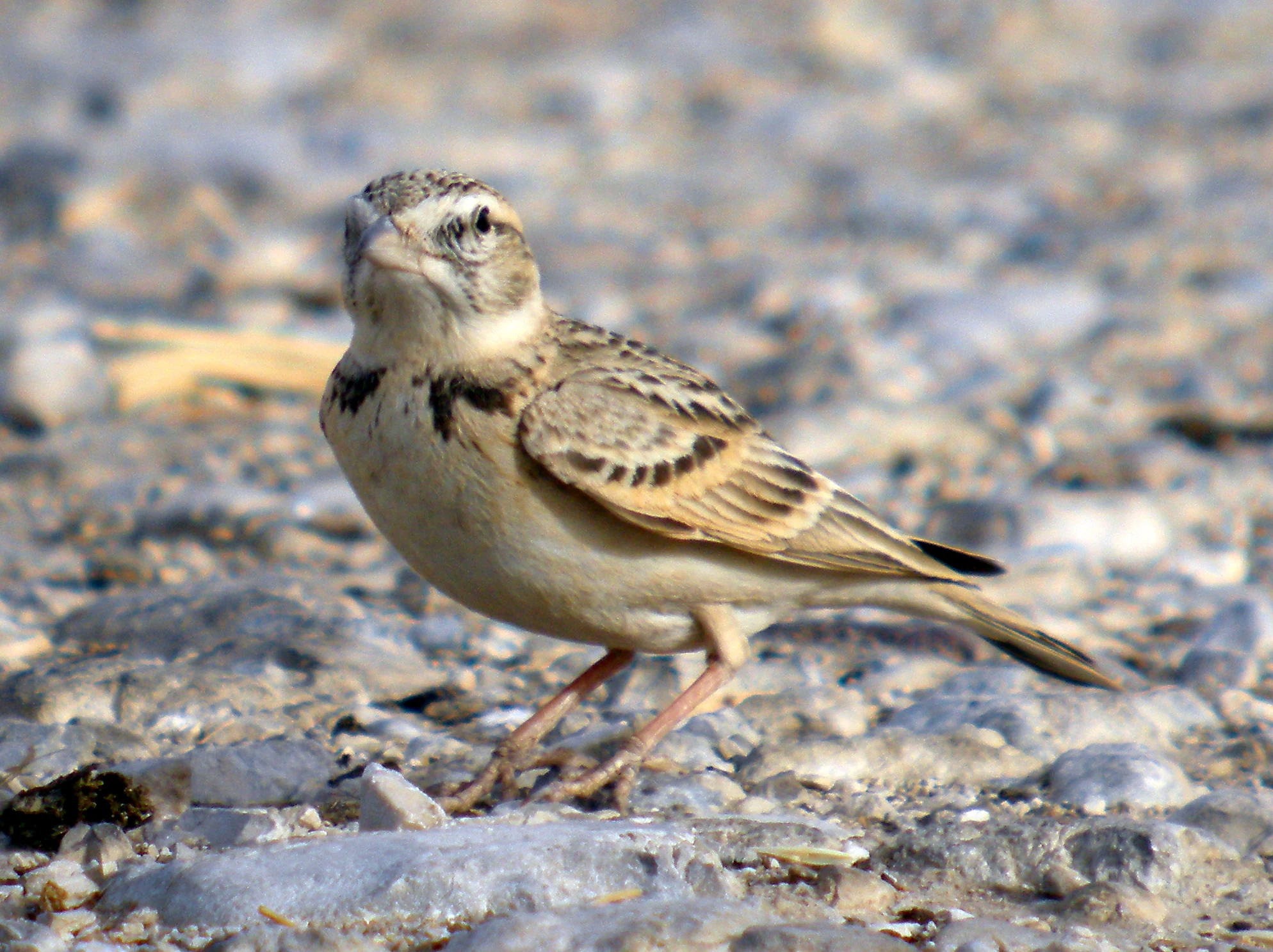 A small brownish bird, identified as a greater short-toed lark, standing on a ground covered with gray pebbles and rocks.