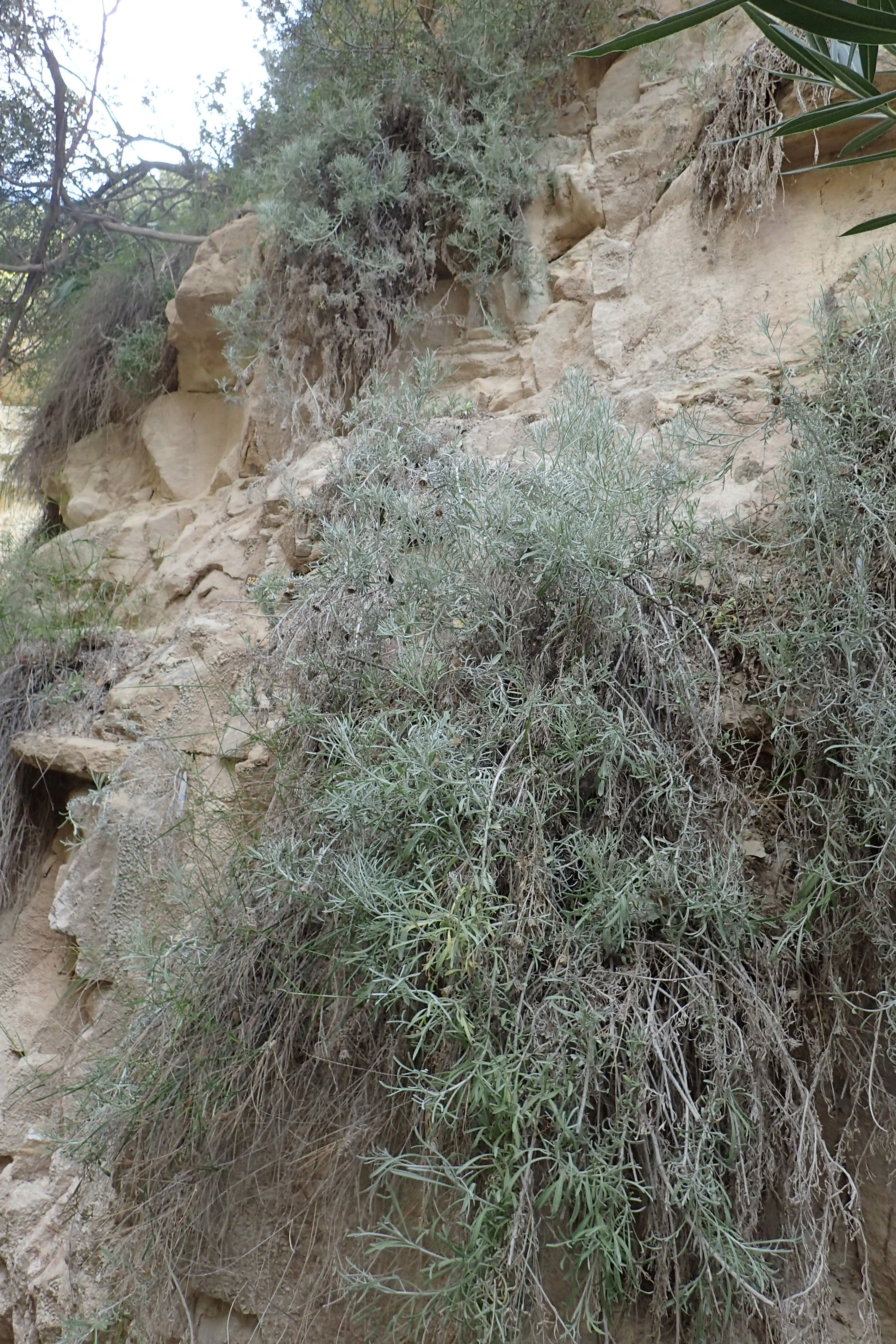 A close-up view of a dusty, silver-green bushy plant growing out of a pale limestone cliff face.