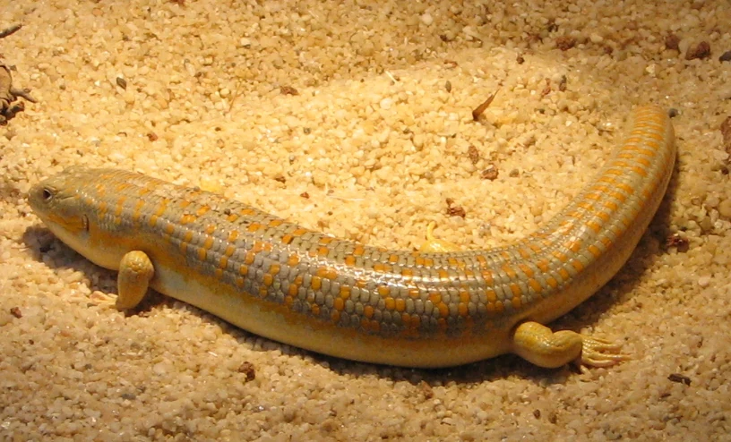 A Schneider's skink with yellowish skin and orange spots resting on light-colored sandy ground.