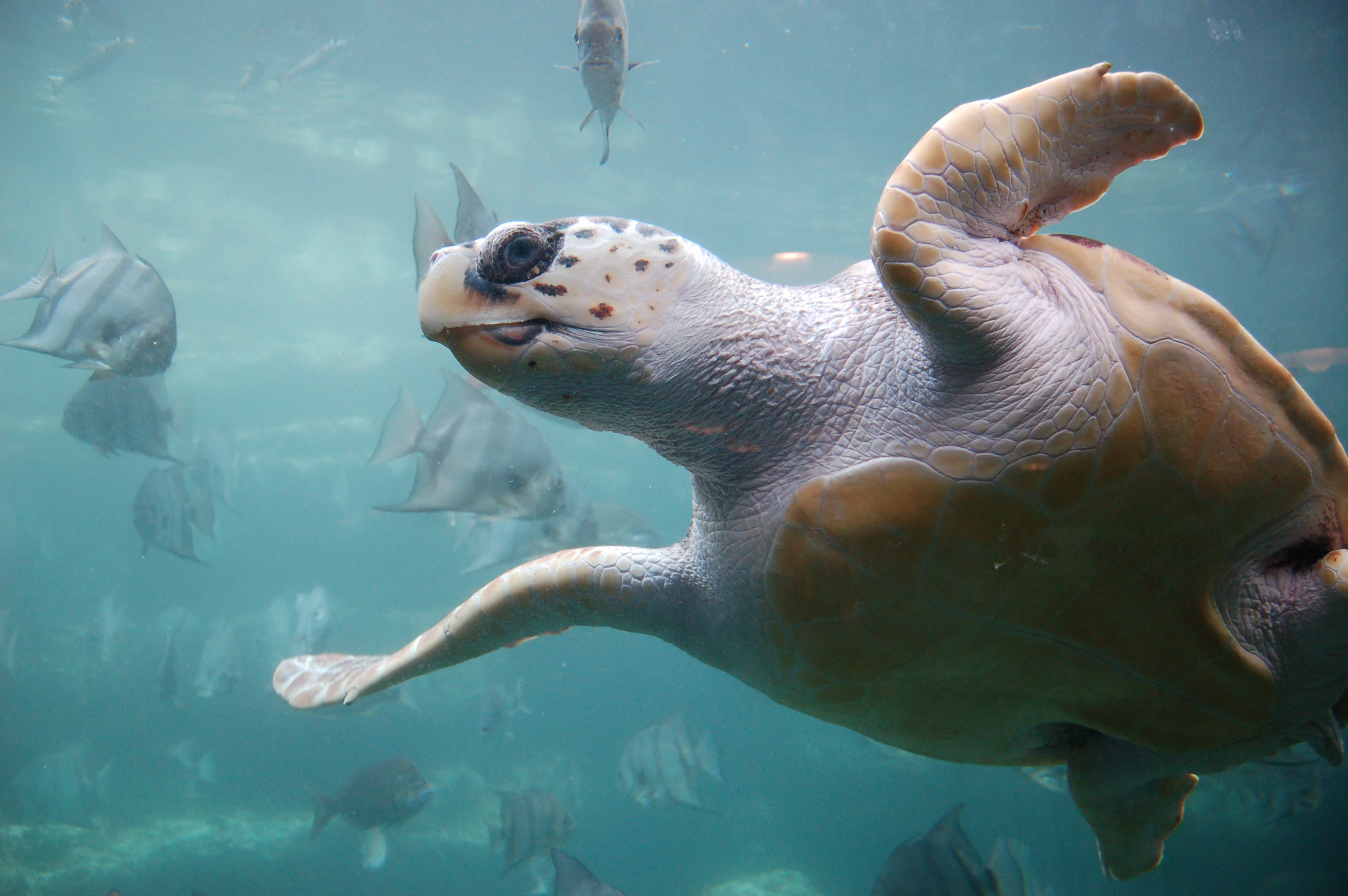 A loggerhead sea turtle swimming through murky underwater environments, with several small fish visible in the background.