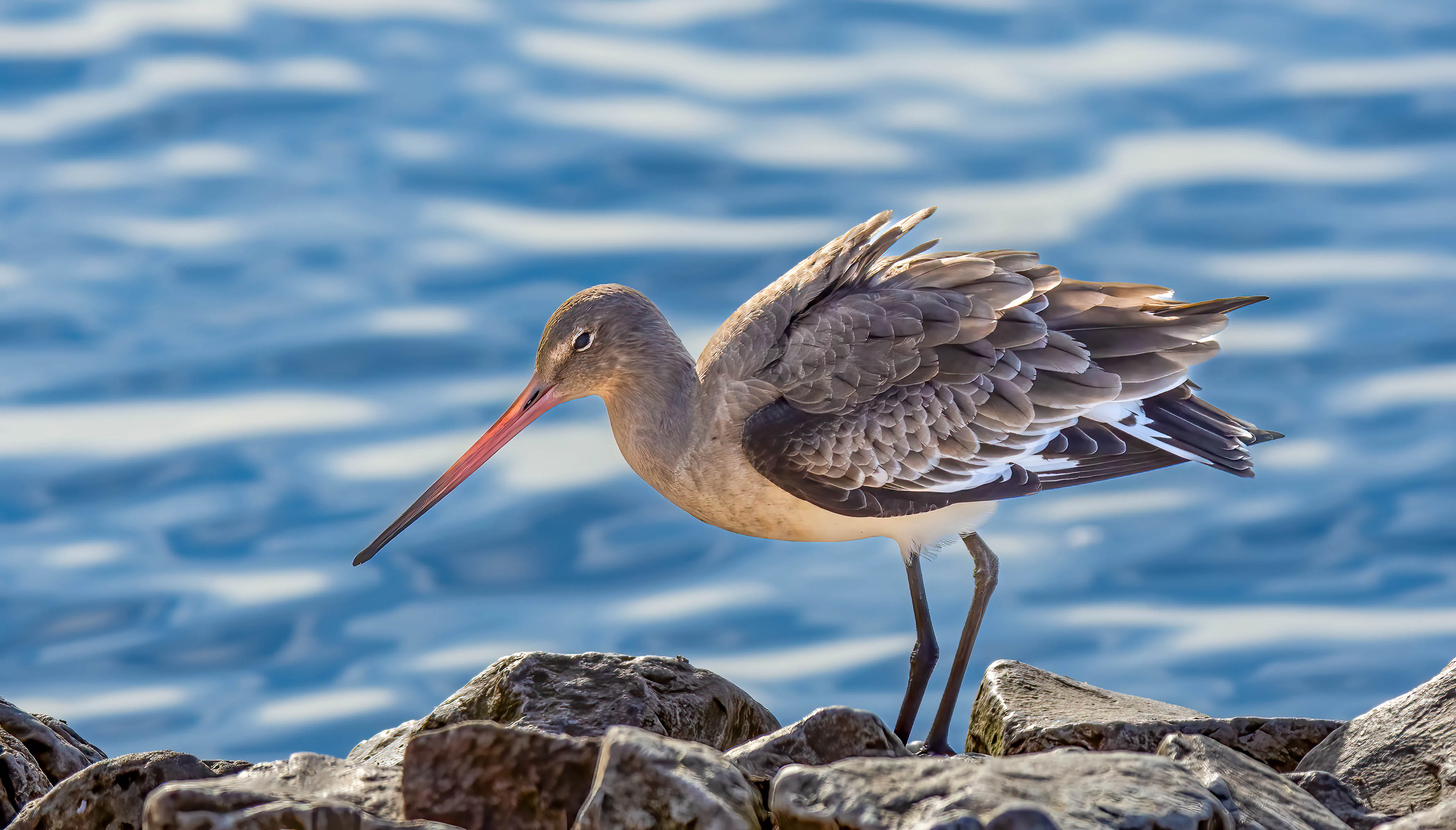 A black-tailed godwit standing on dark, uneven rocks with a blurred blue water background.