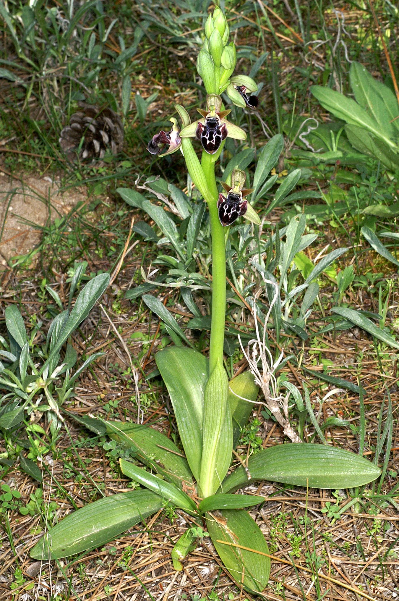 A close-up vertical shot of an Ophrys kotschyi orchid with green leaves and distinct patterned flowers with dark purple and white markings.