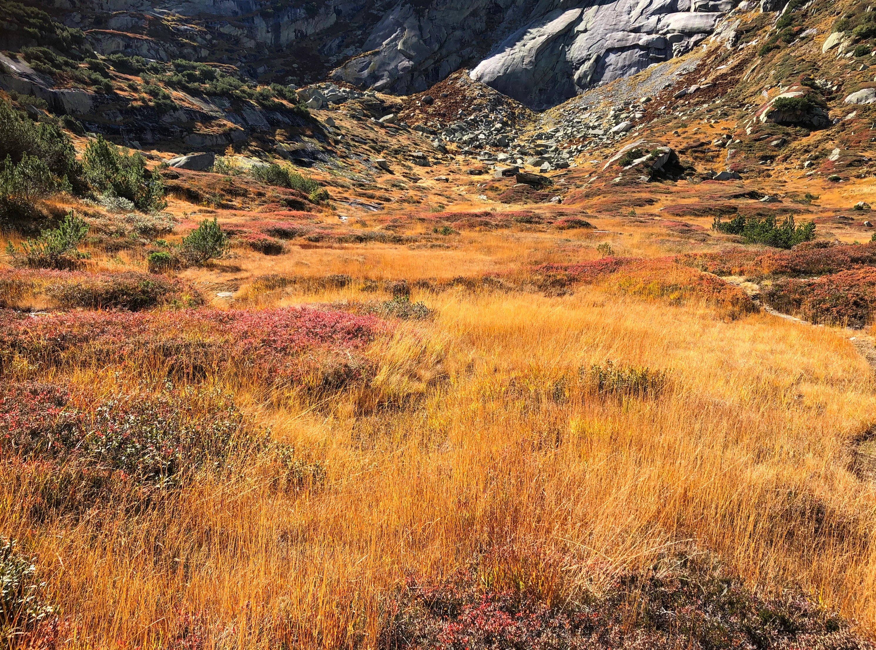 A wide view of a marshy alpine basin during autumn, characterized by vibrant orange and yellow grasses, low-lying shrubs with red foliage, and rocky mountain slopes in the background.