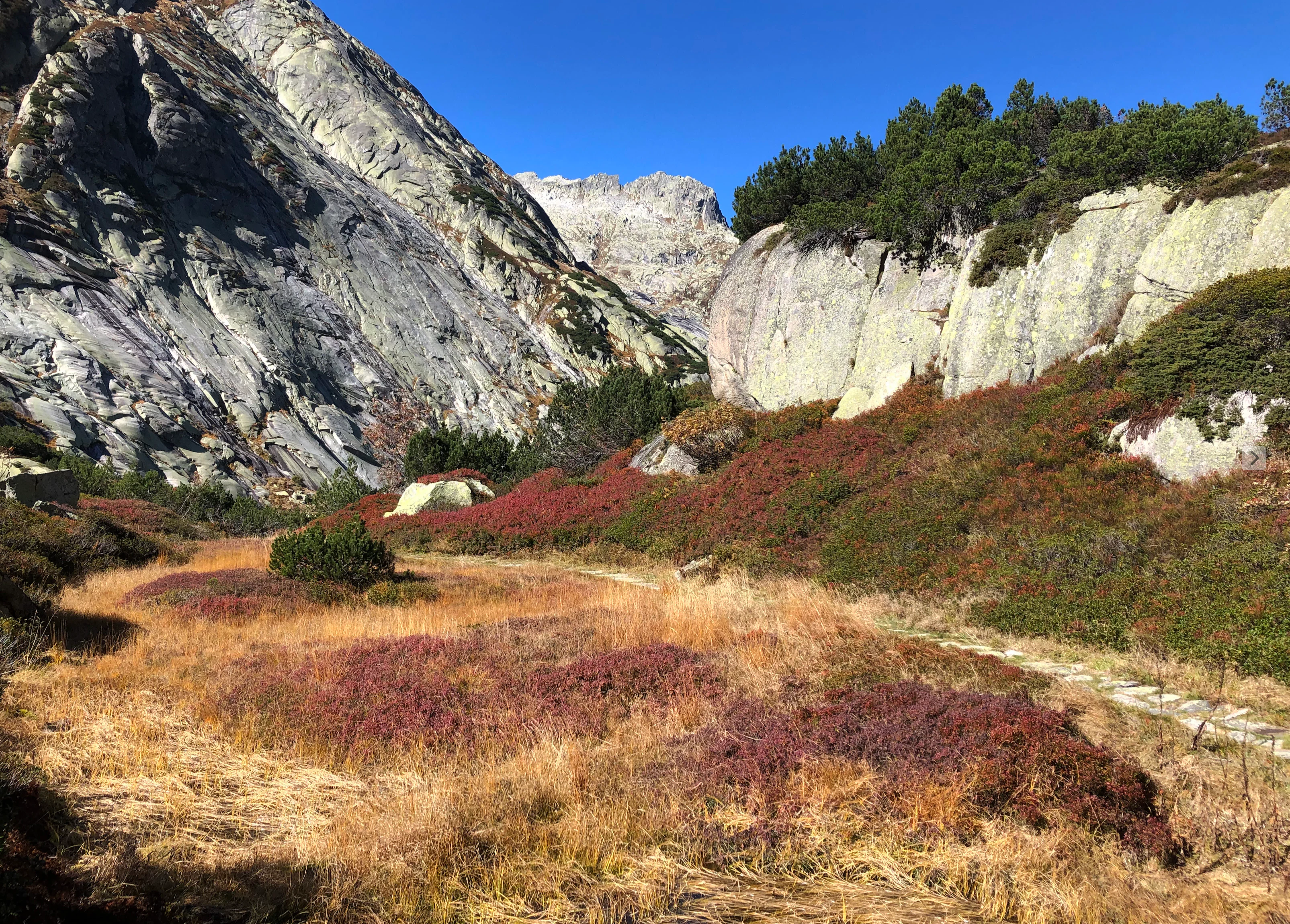 A valley scene in the Swiss Alps with golden dry grass, reddish-brown shrubs, and steep grey rock faces under a clear blue sky.