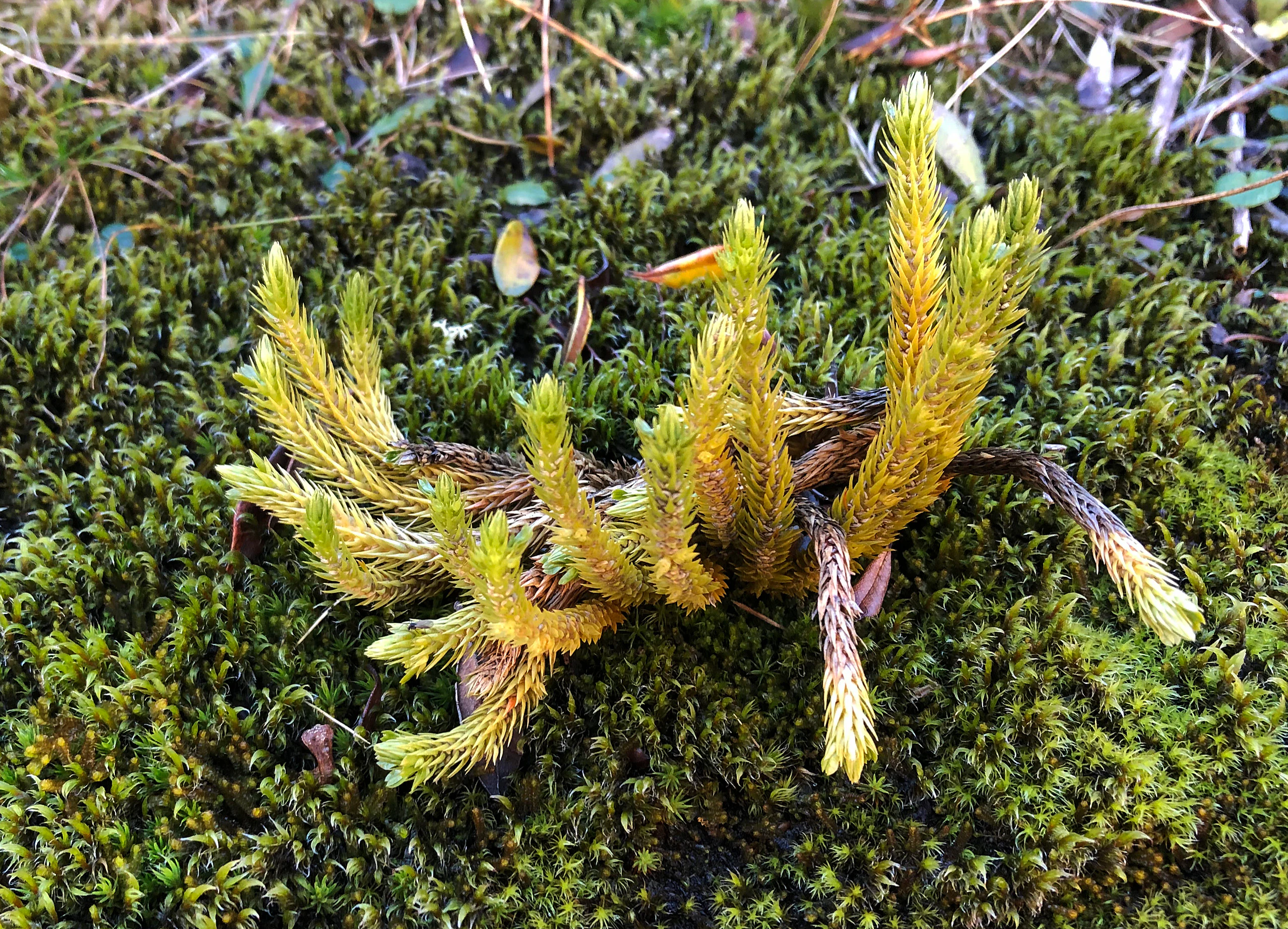 A close up view of a small yellow-green marsh clubmoss plant, Lycopodiella inundata, emerging from a dense bed of dark green moss.