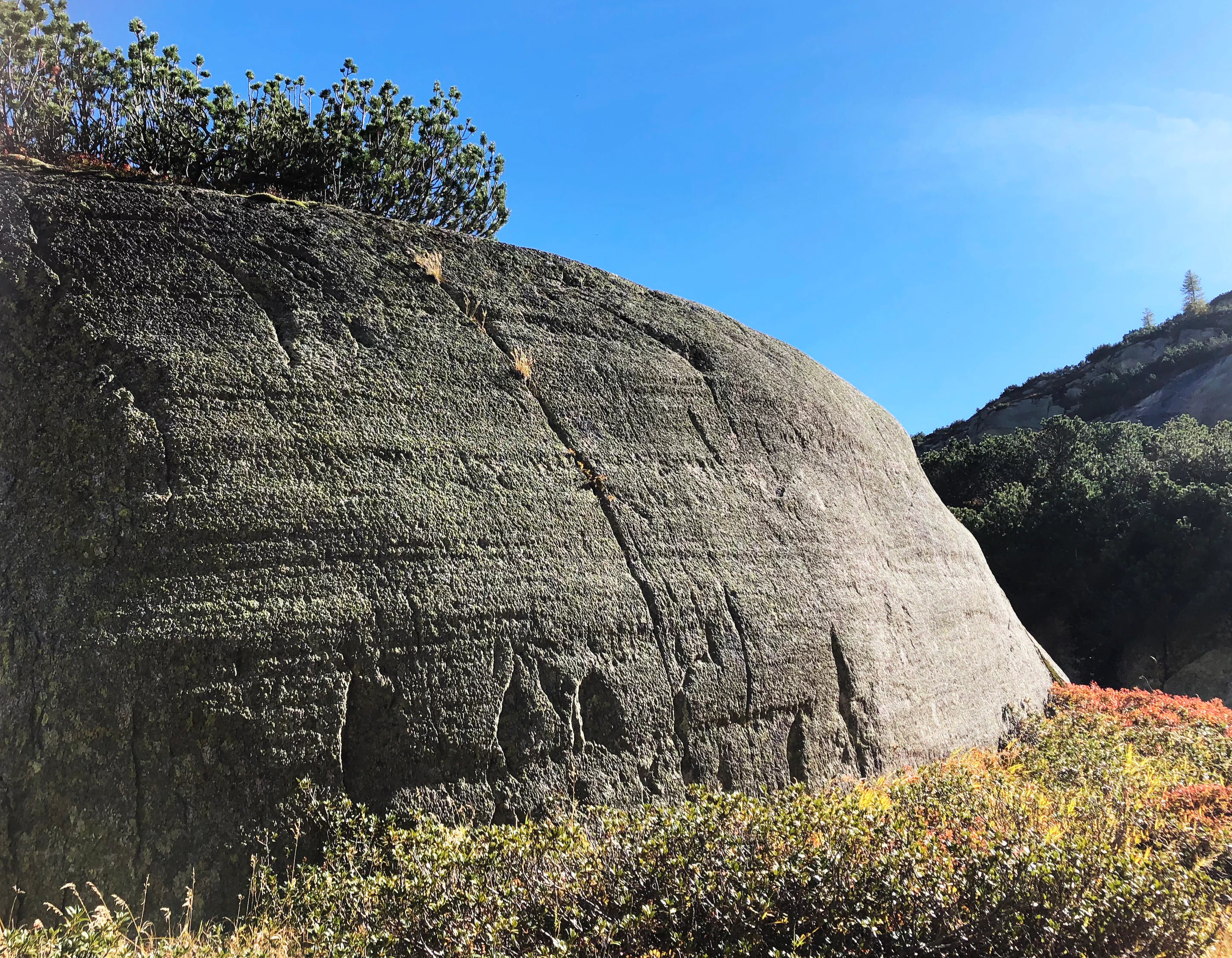 A large, smooth, gray glacial rock formation with visible striations sitting in an alpine environment with low shrubs and golden autumn foliage.