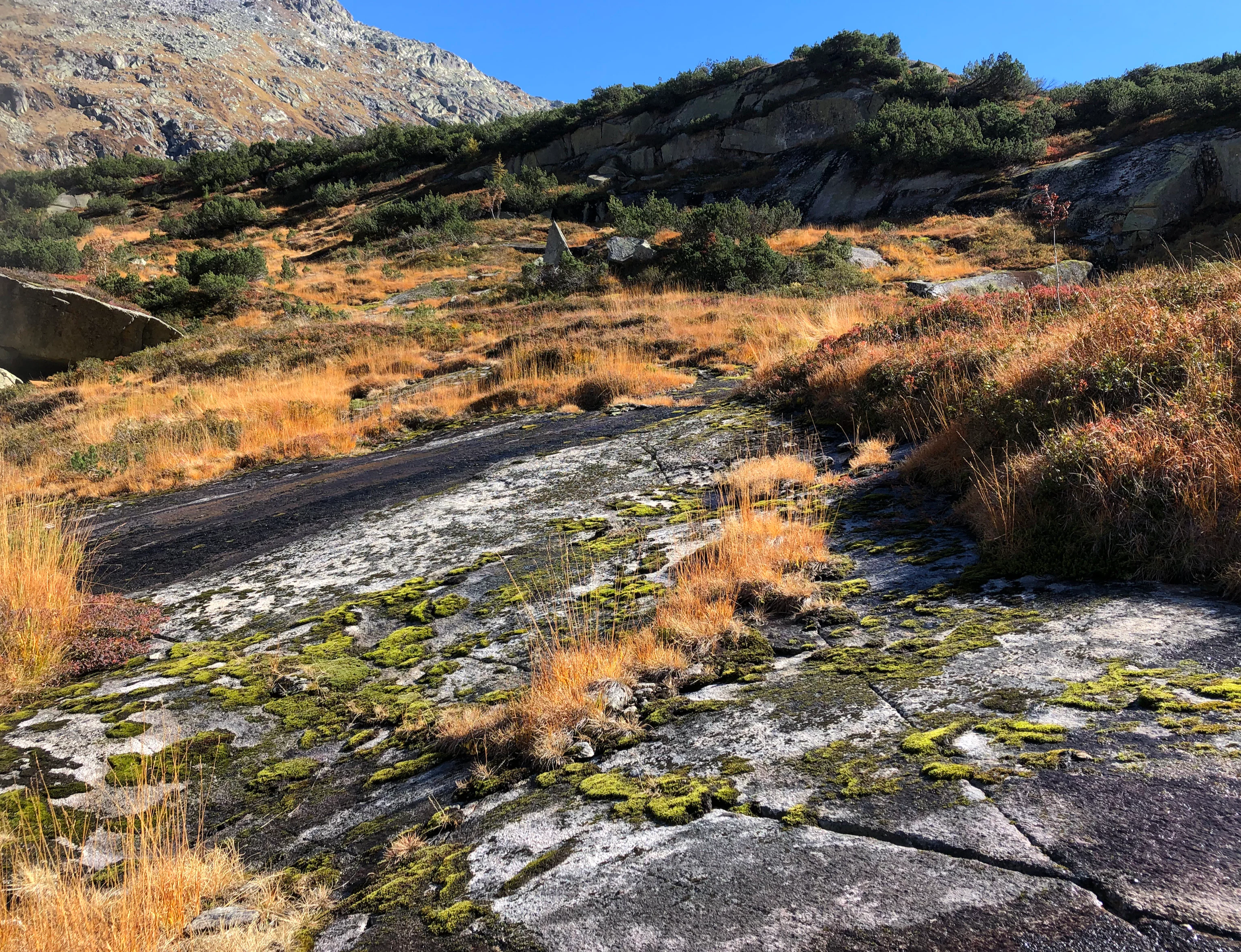 An upward-sloping view of exposed, dark, cracked granite bedrock covered in patches of vibrant green moss and dry golden alpine grasses, with a rocky hillside and shrubs in the background under a clear sky.