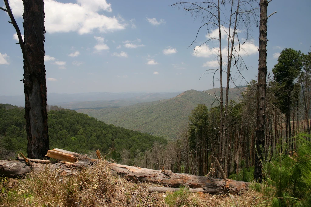 A wide view of a forested mountainous landscape under a partly cloudy sky, with pine trees in the foreground and a large fallen log.