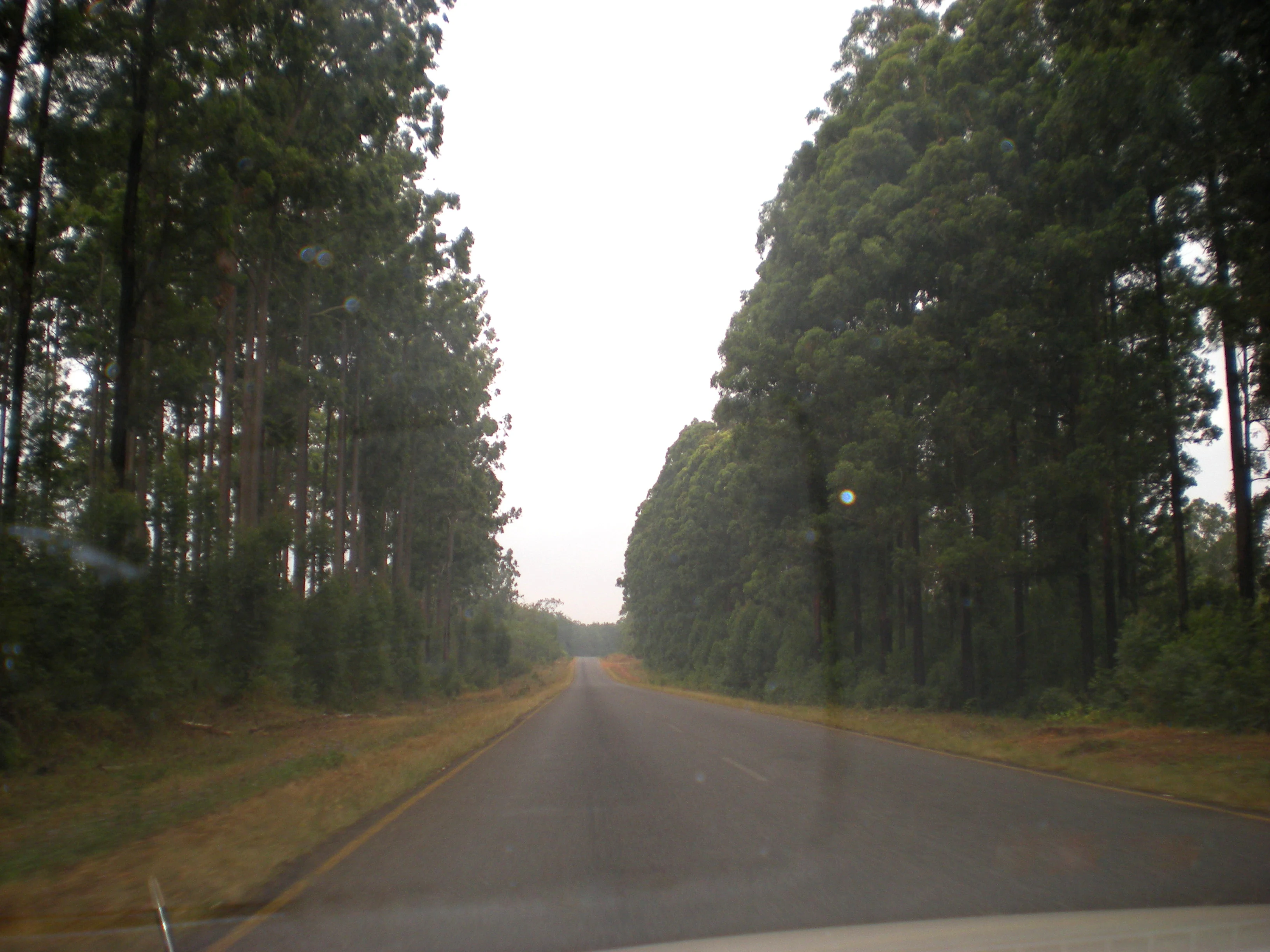 A paved road stretching into the distance, flanked by tall pine trees on both sides.