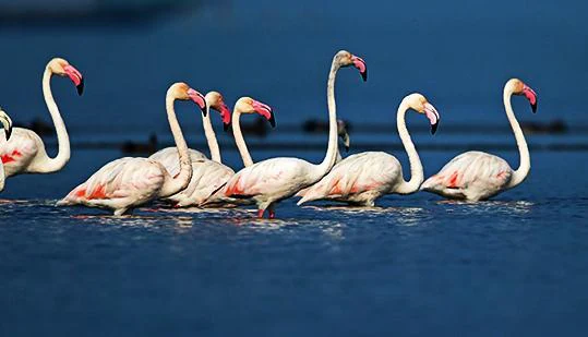 Migratory flamingos at Chilika Lake