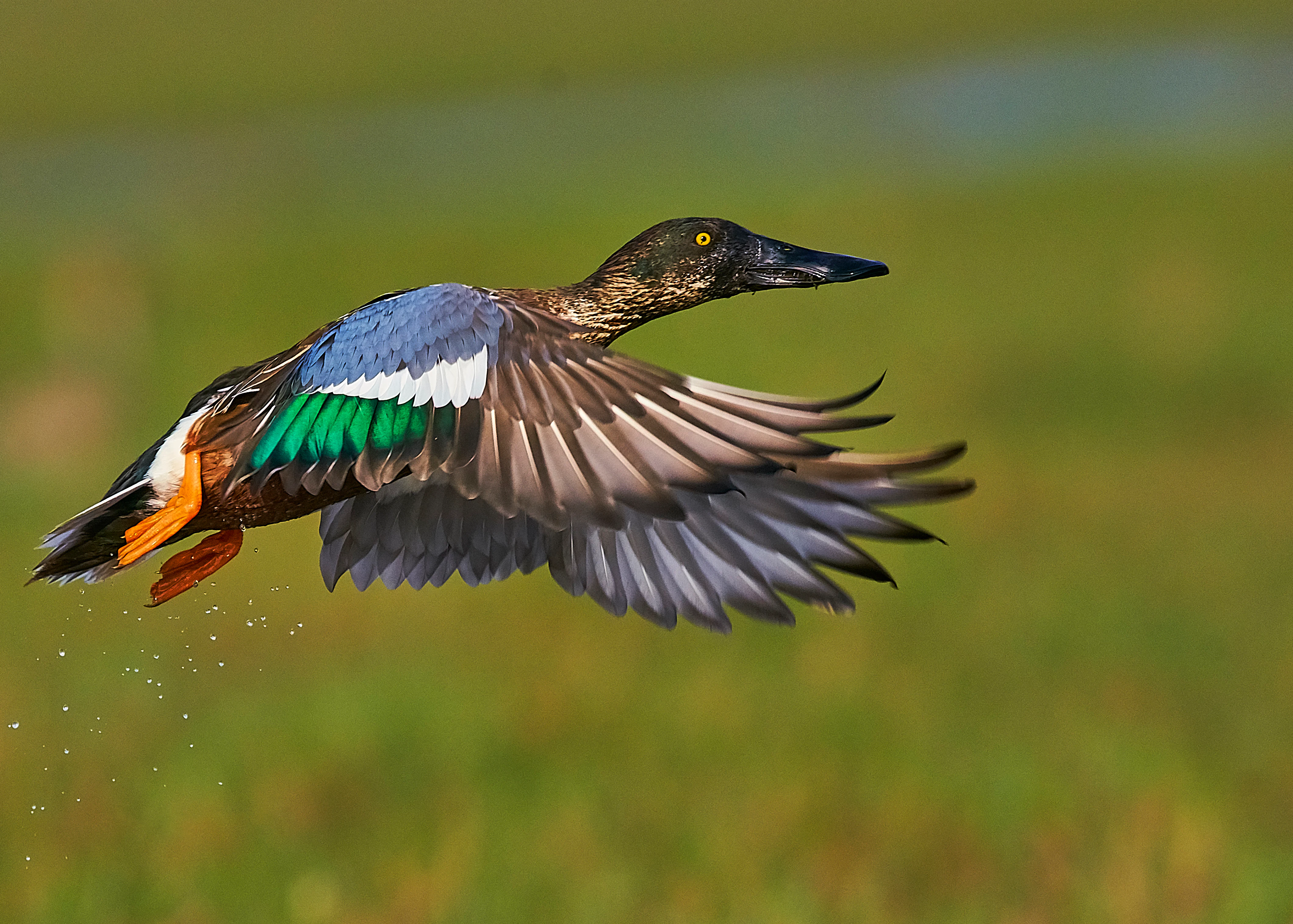 Northern shoveler at Mangalajodi