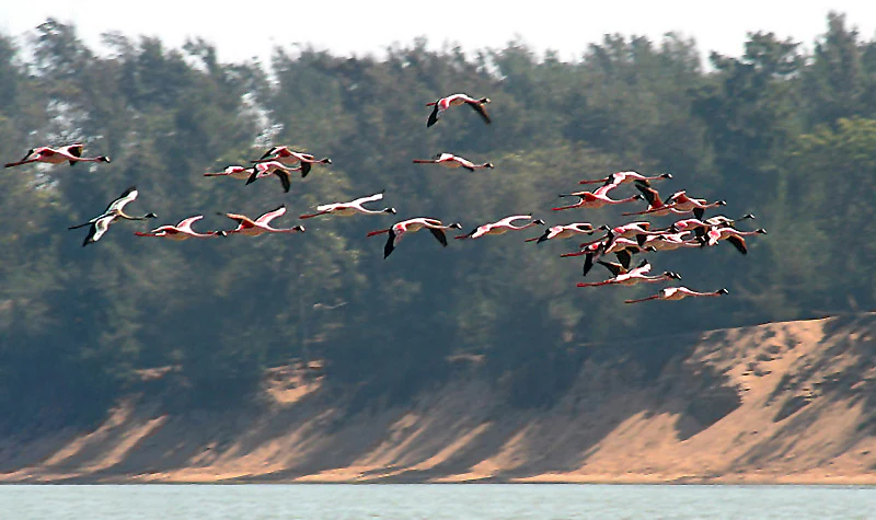 Lesser Flamingos in Chilika Lake
